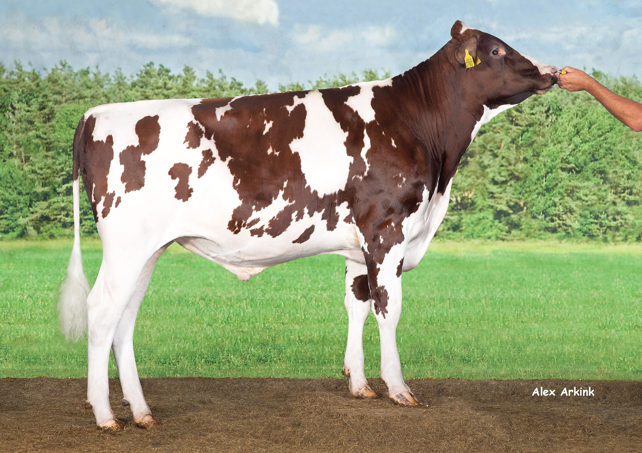 Borax - Holsteinbulle des Monats Mai 2023