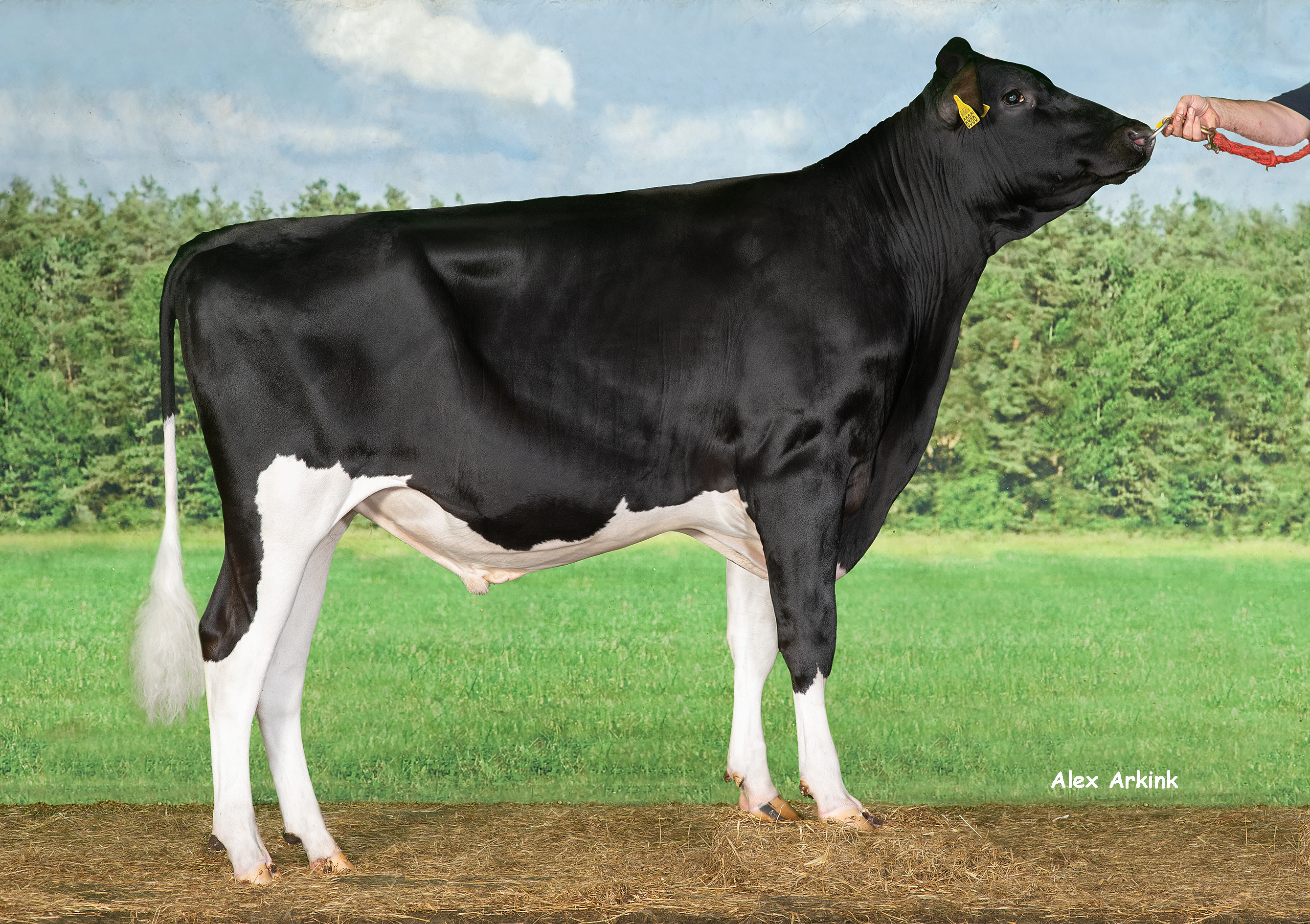 Boreso - Holsteinbulle des Monats Februar