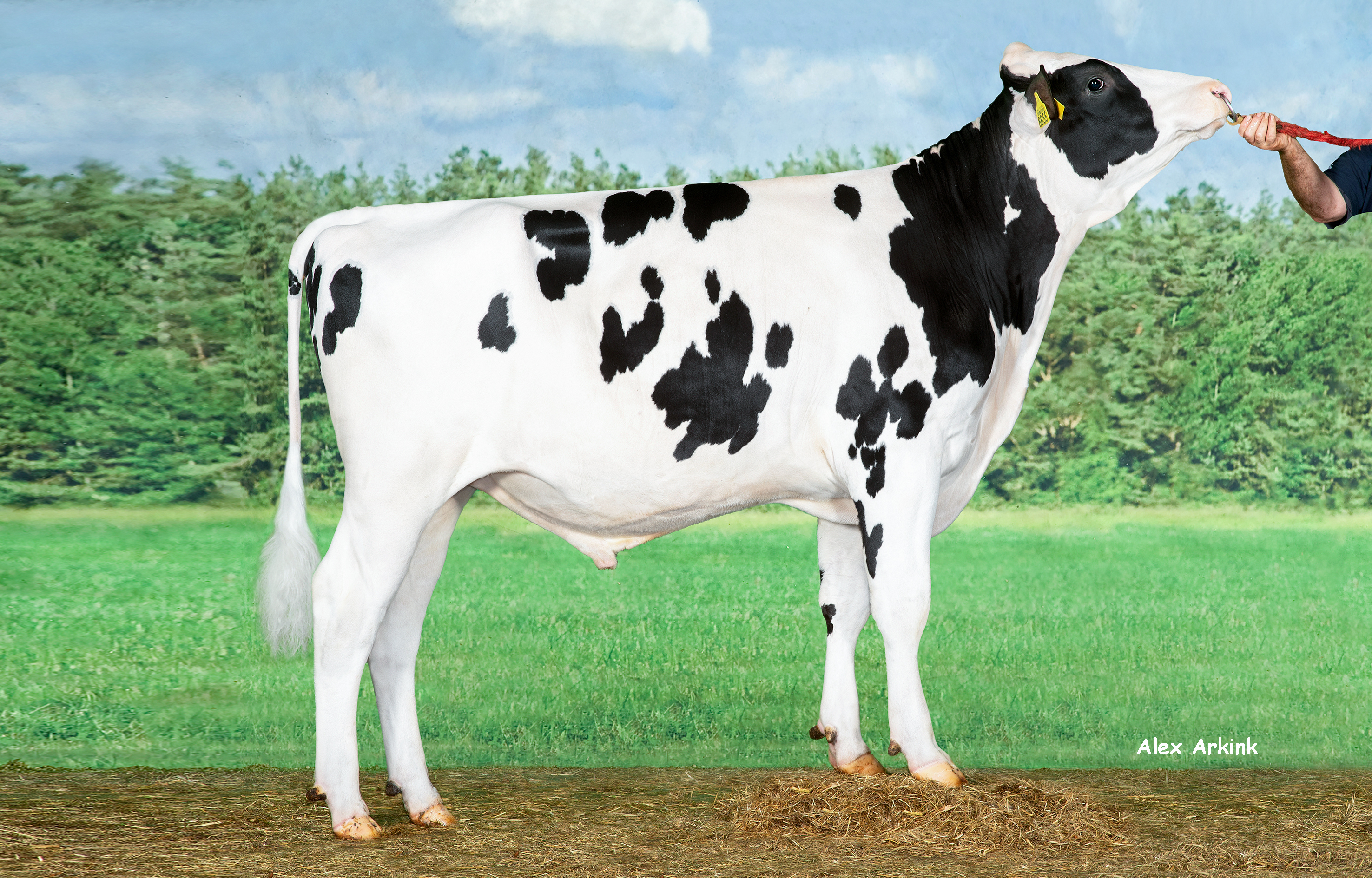 Botic RF Pp - Holsteinbulle des Monats Januar