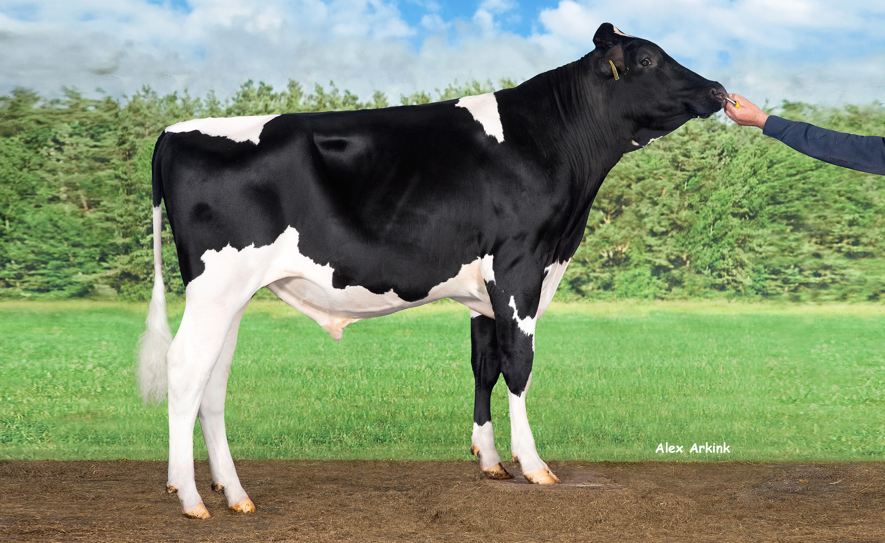 Delta Boulevard for lots of milk from fertile cows