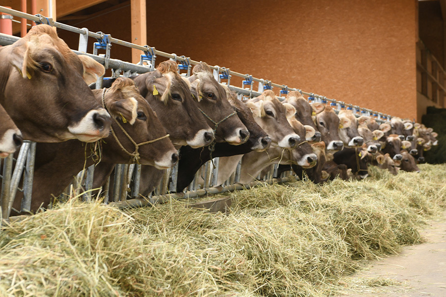 Brown Swiss