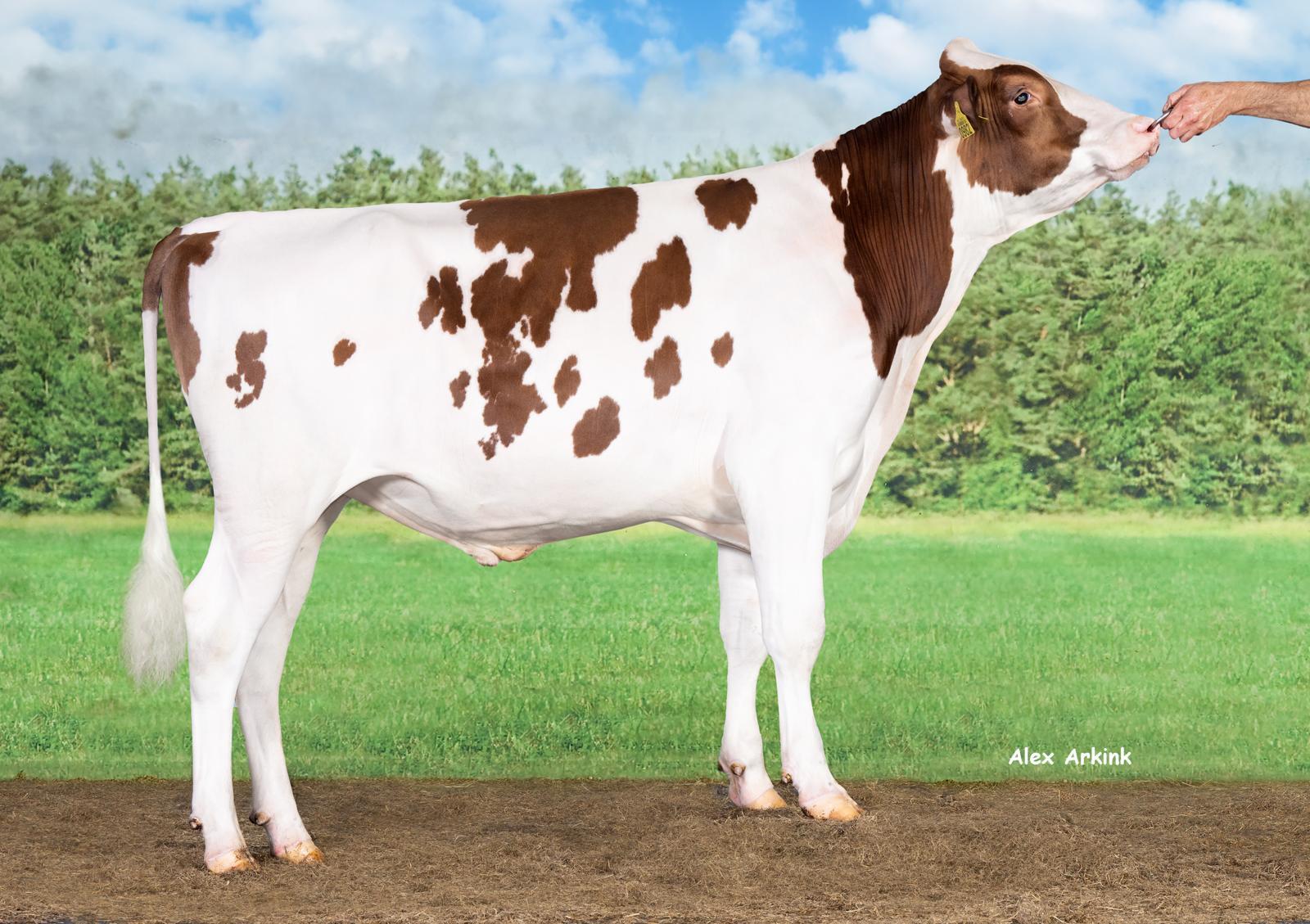 Brussels PP earns praise for a complete genetic package