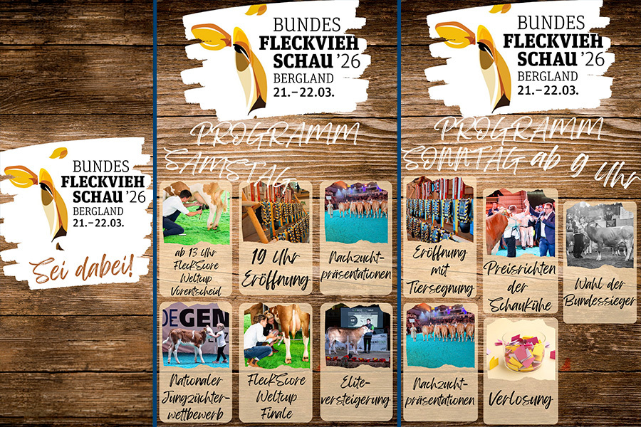 Bundesfleckviehshow Österreich