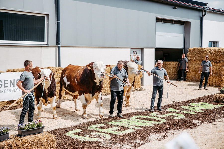 SAVE THE DATE - Bundesfleckviehshow 2026 in Bergland, Österreich