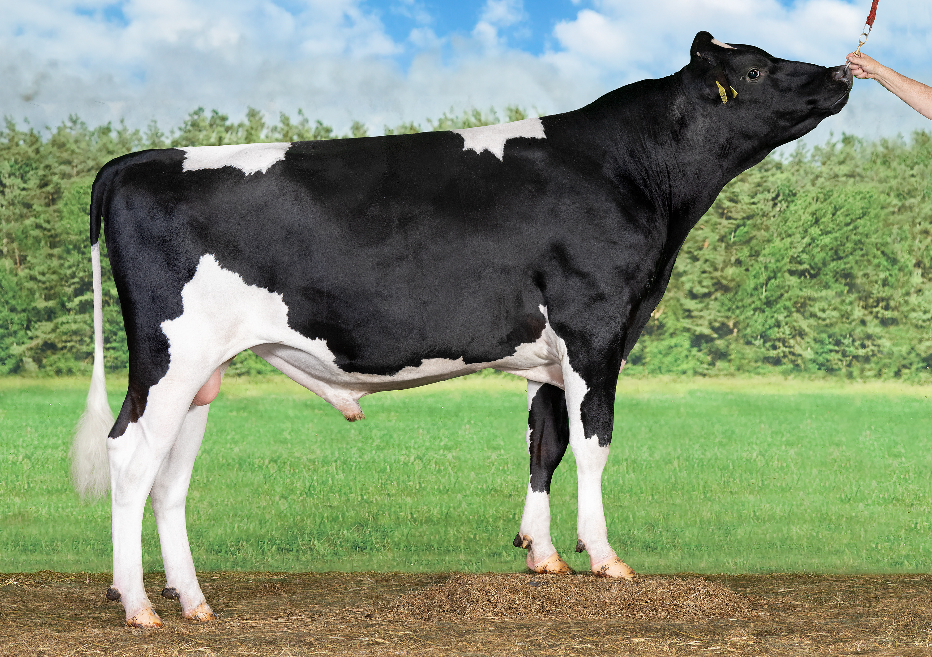 Vandenberg Burt Rf, de outcross aAa-stier mét productie