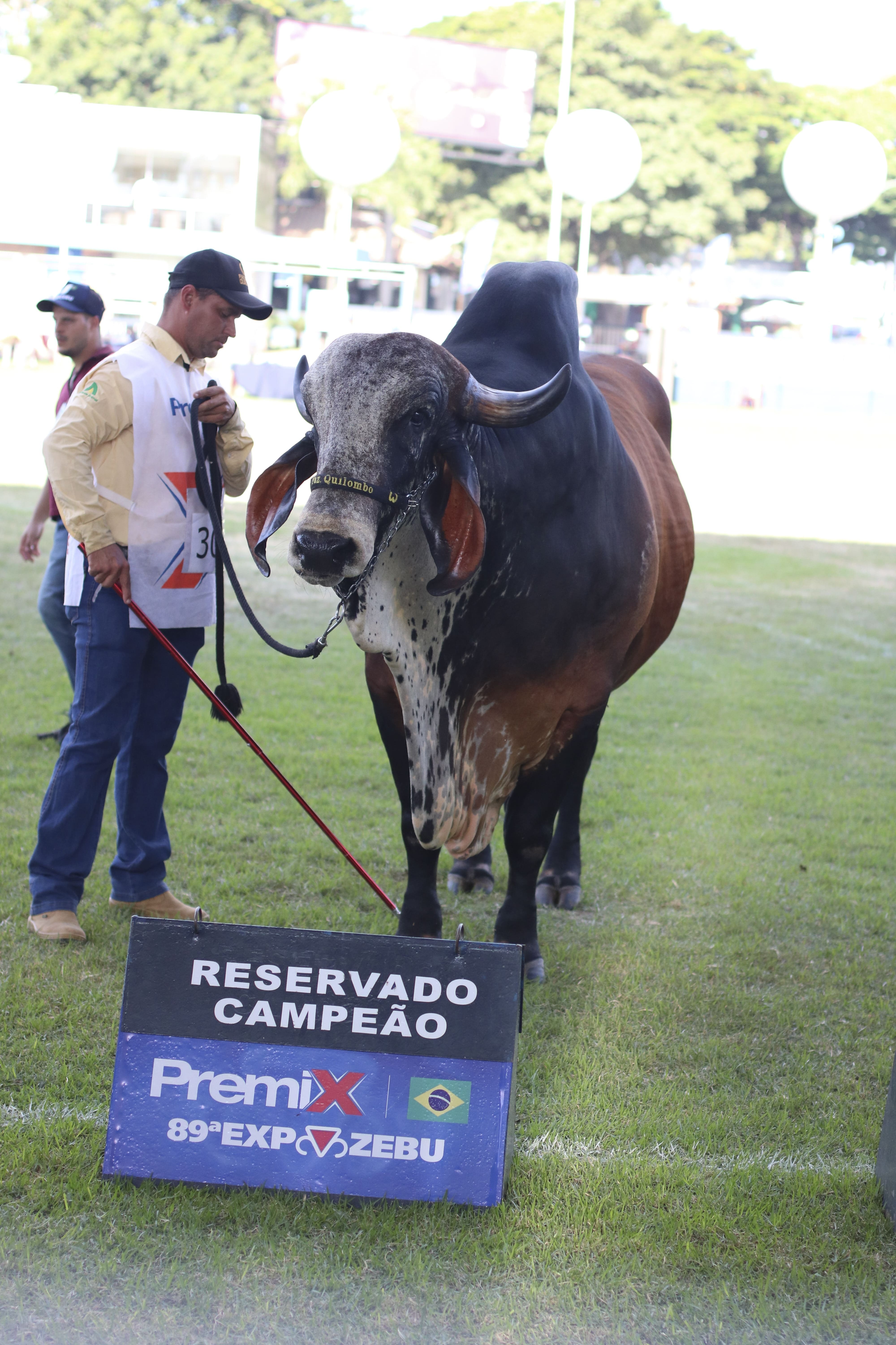 ExpoZebu: CRV Lagoa tem Grande Campeão na Raça Gir Leiteiro e outros destaques