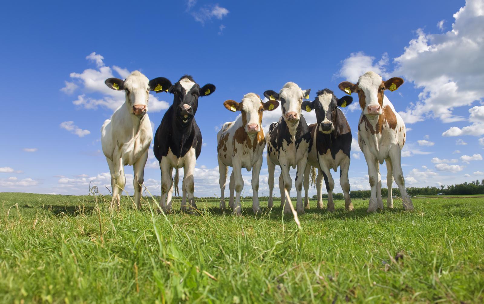 Slim fokken verdubbelt profijt merkertesten