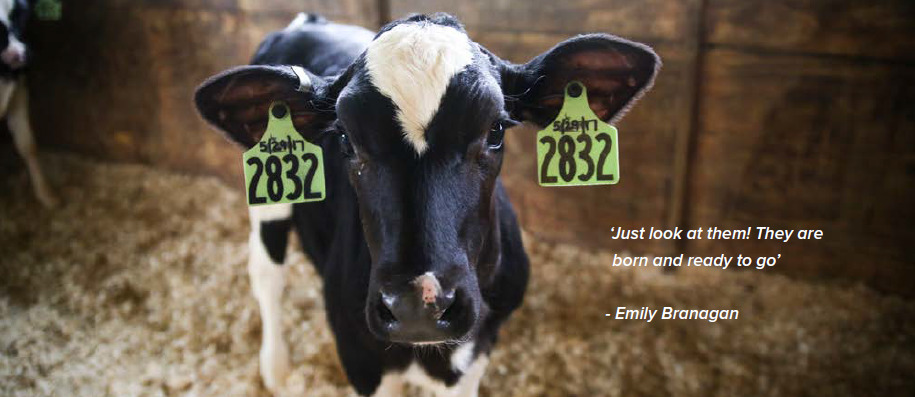 Dutch Holstein - quote Emily Branagan