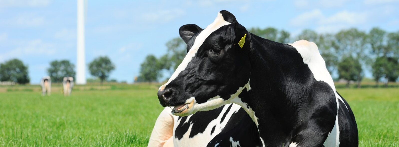 <p>CRV Holstein EU</p>