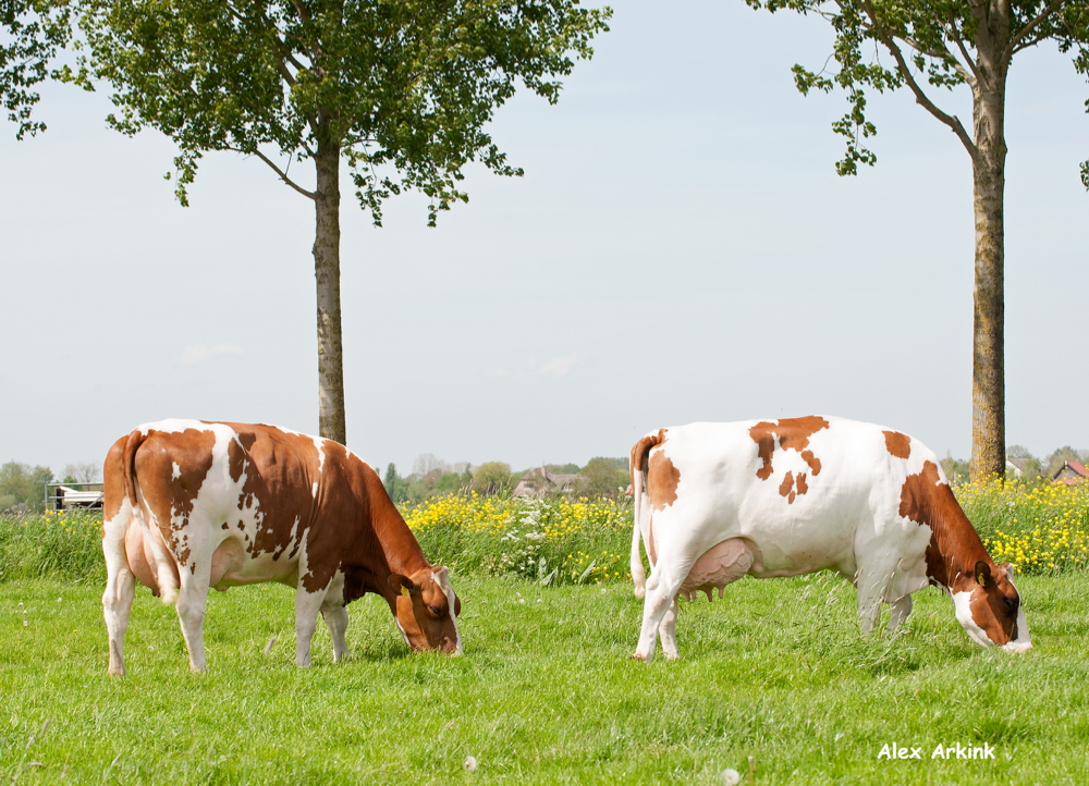 CRV MRY cows have a good fertility and they calve with ease.