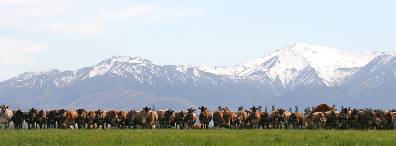 CRV New Zealand Grazing