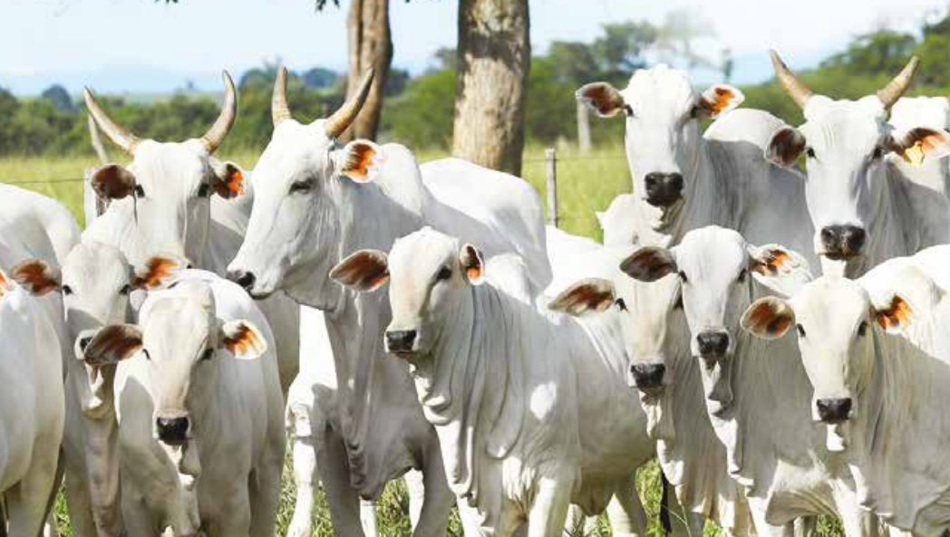 the best bulls in the Zebu Beef category for your herd