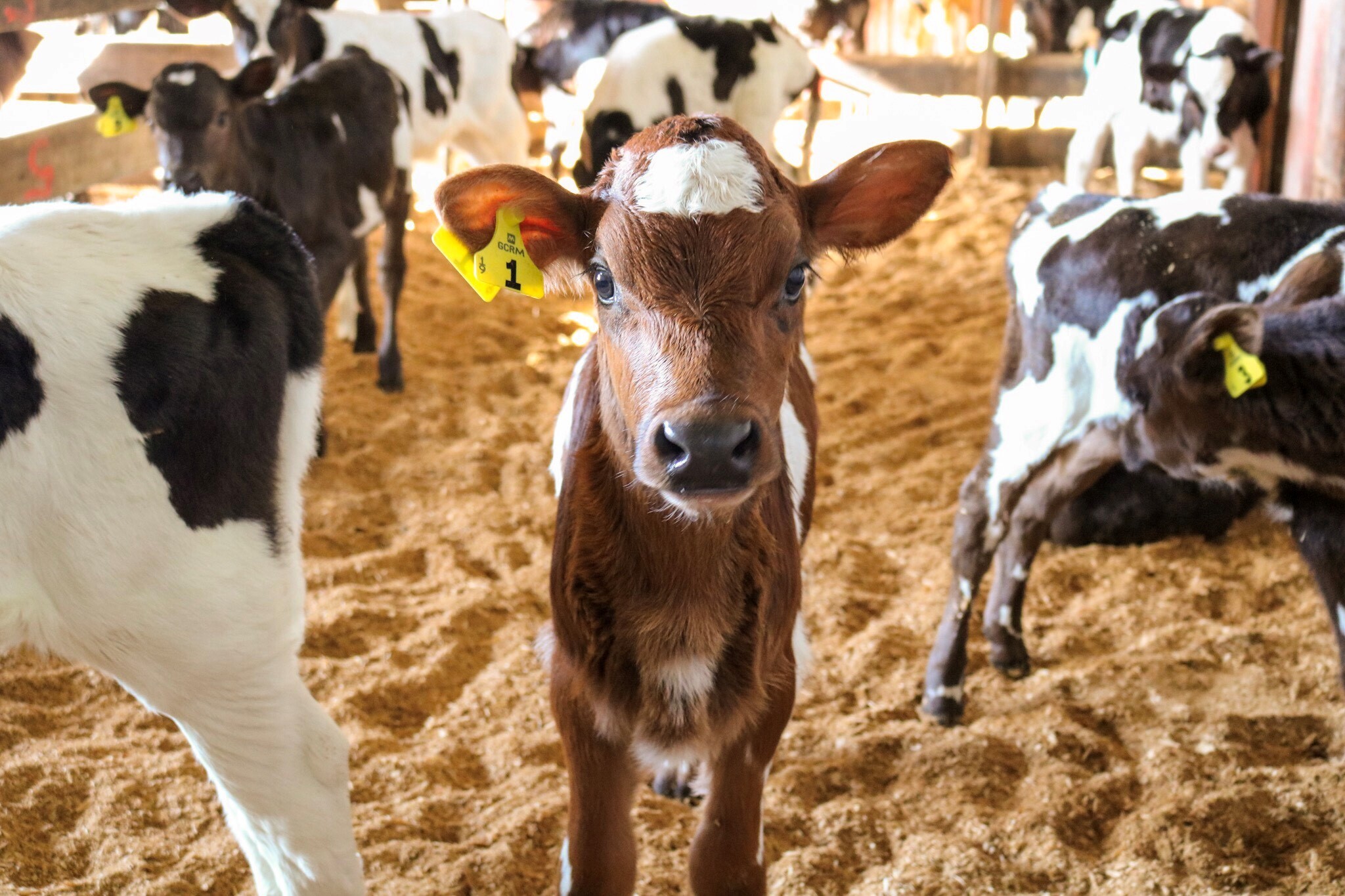 CRV calf