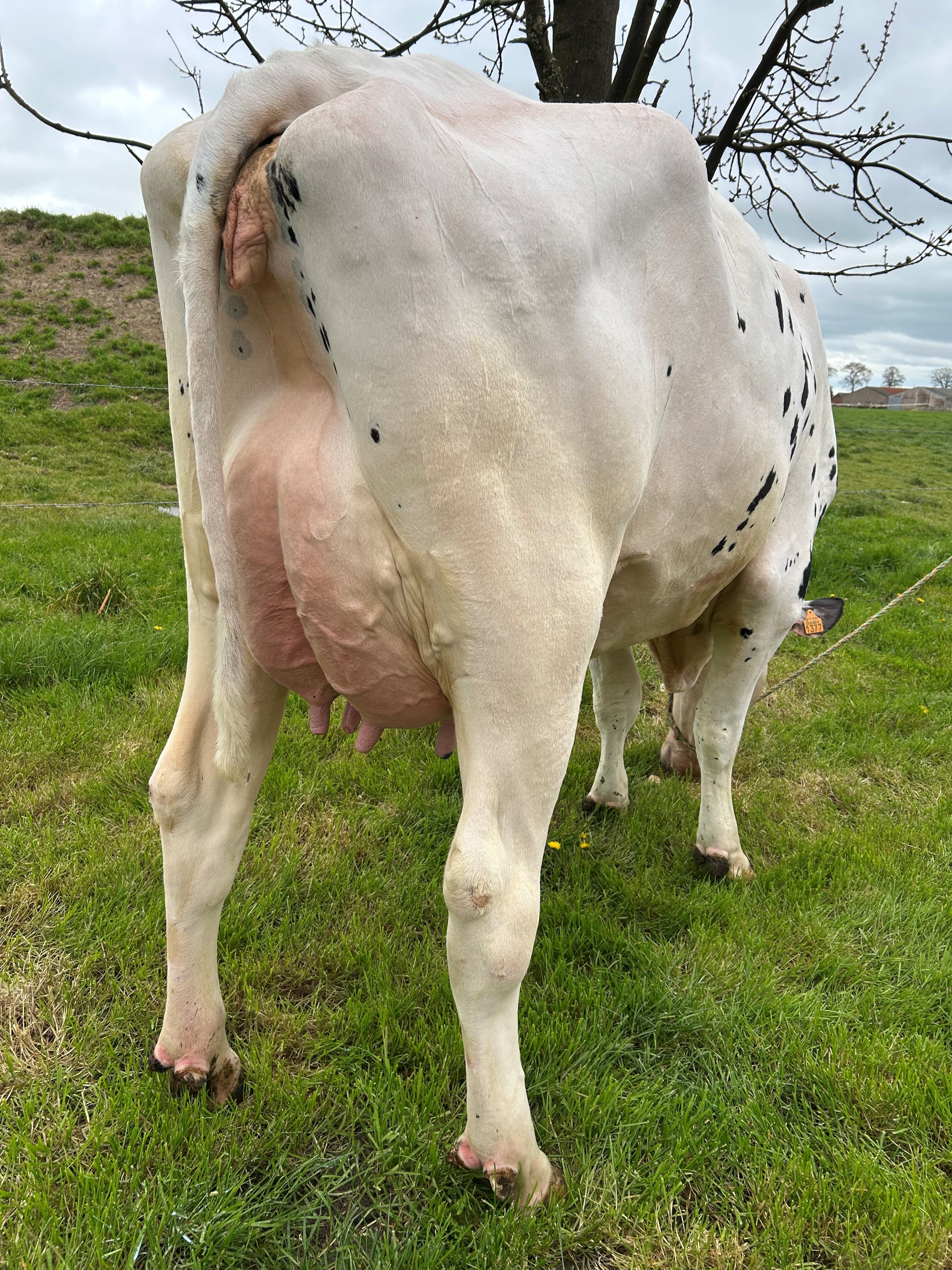 Capoen 1377 Tyroldochter van Agro Capoen