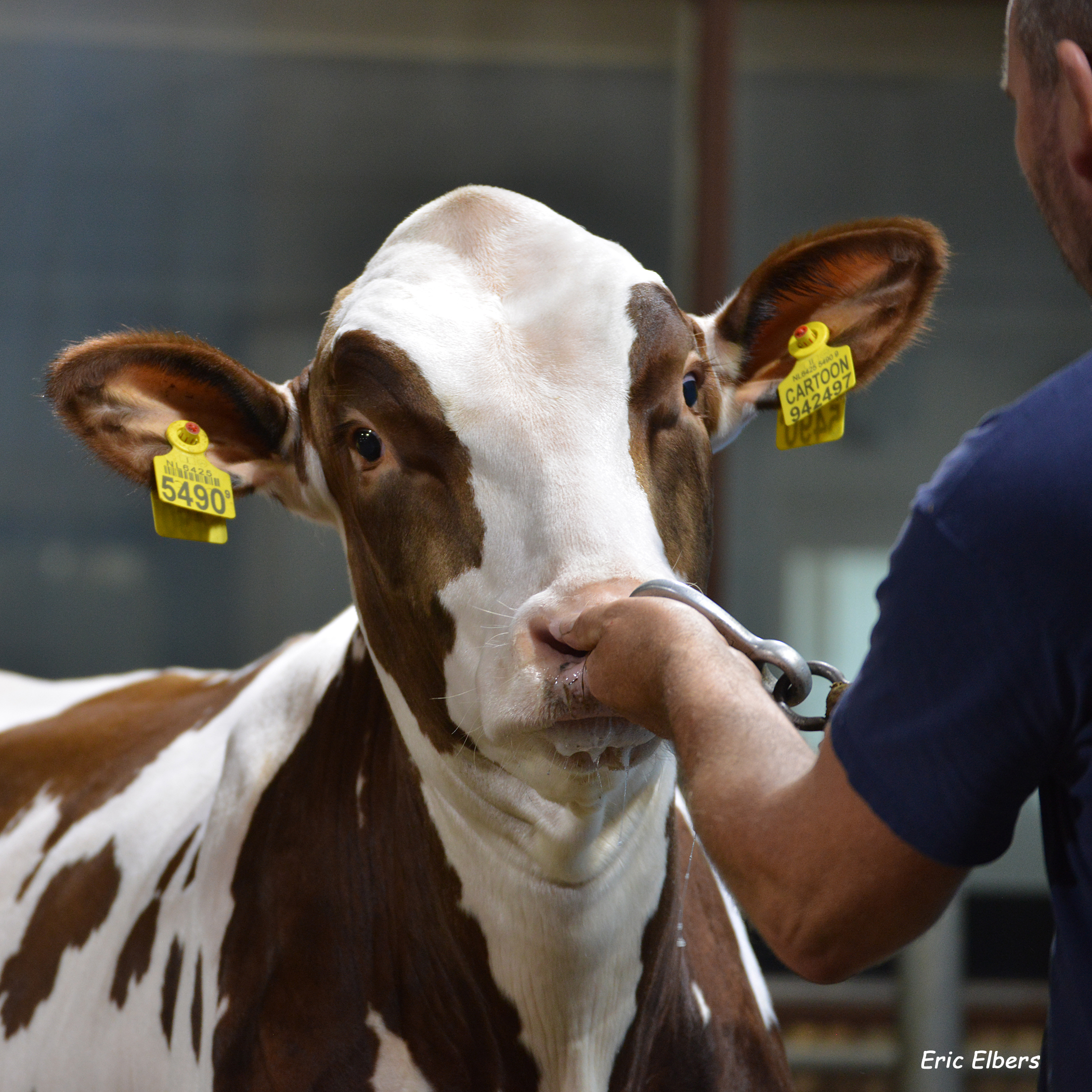 Cartoon P Red and Factotum: outstanding PLI bulls