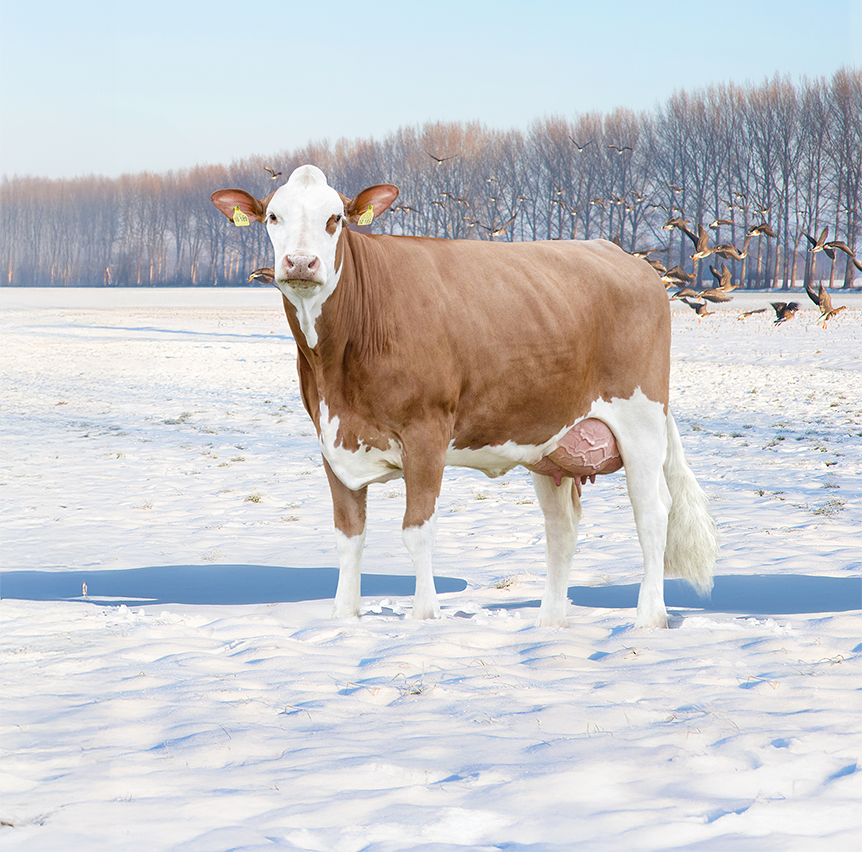 Fleckvieh-Update Dezember 2025