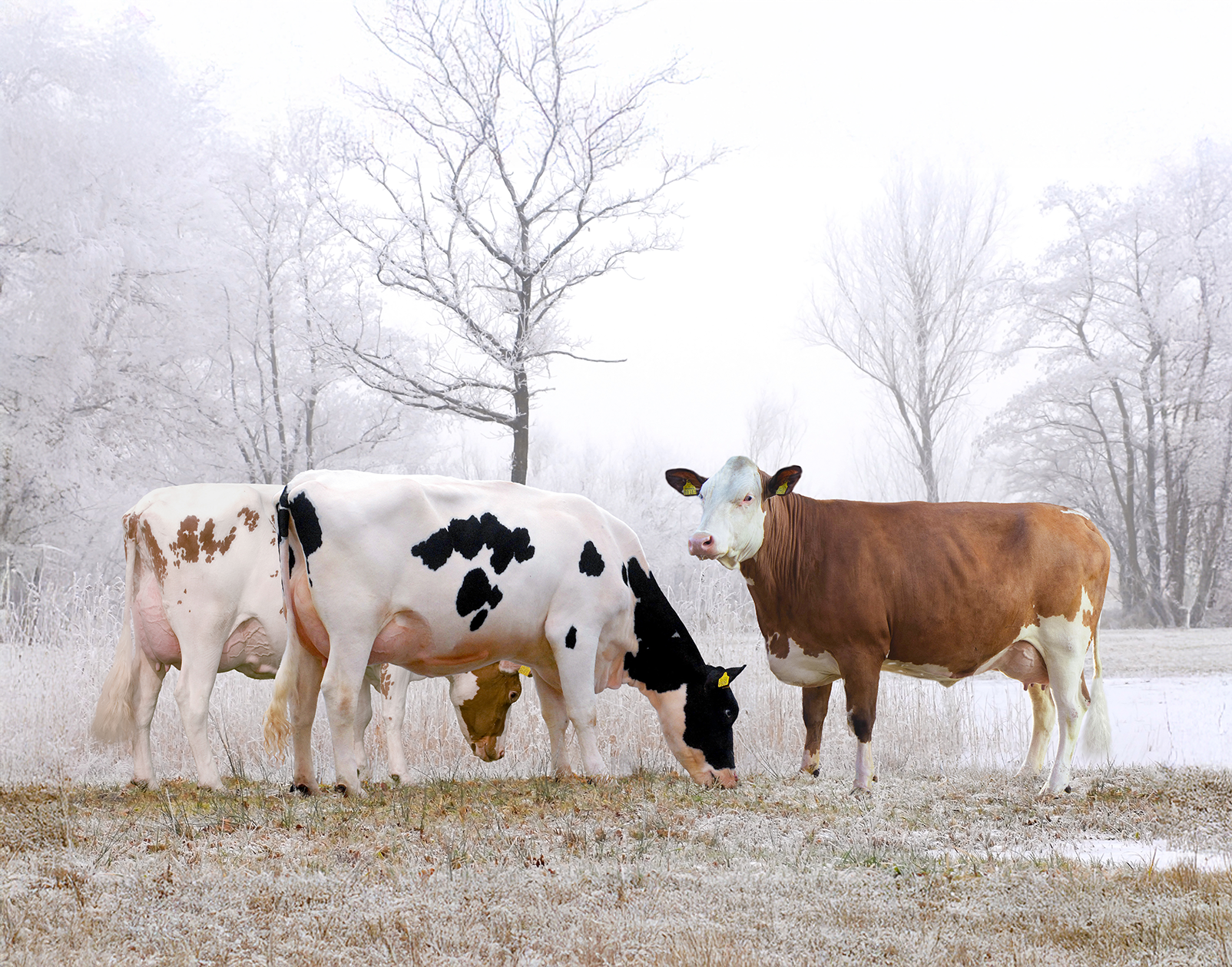 Genetik der Zukunft: Leistungsstarke Newcomer bereichern das Holstein-Portfolio
