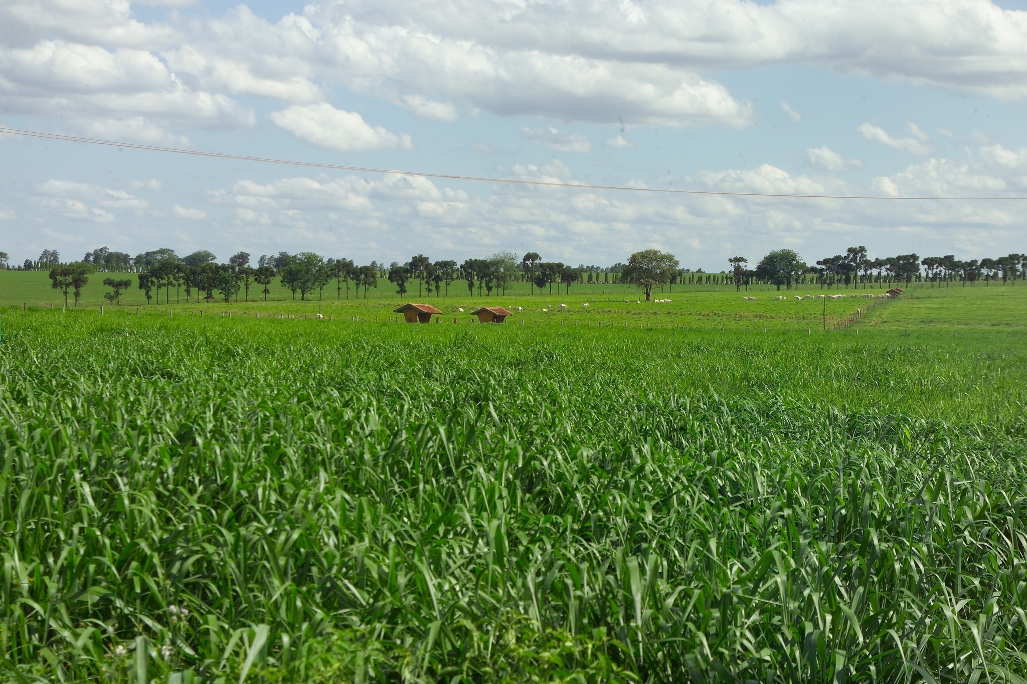 Bovinocultura: Conheça os diferentes sistemas de produção do Brasil