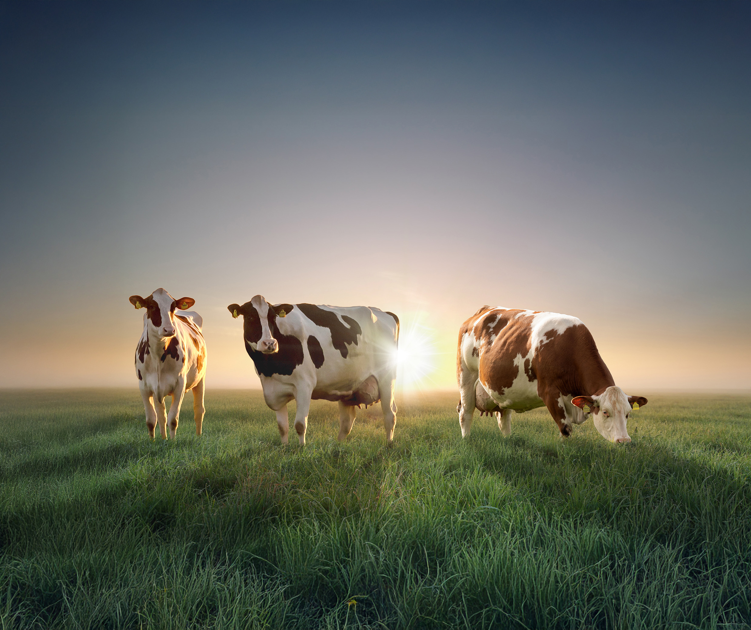 Bullenkatalog April 2025
