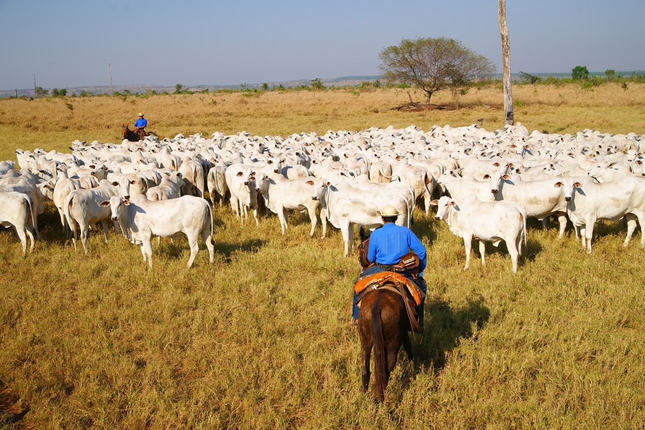 Como implementar inseminação artificial em tempo fixo (IATF) em sua fazenda?