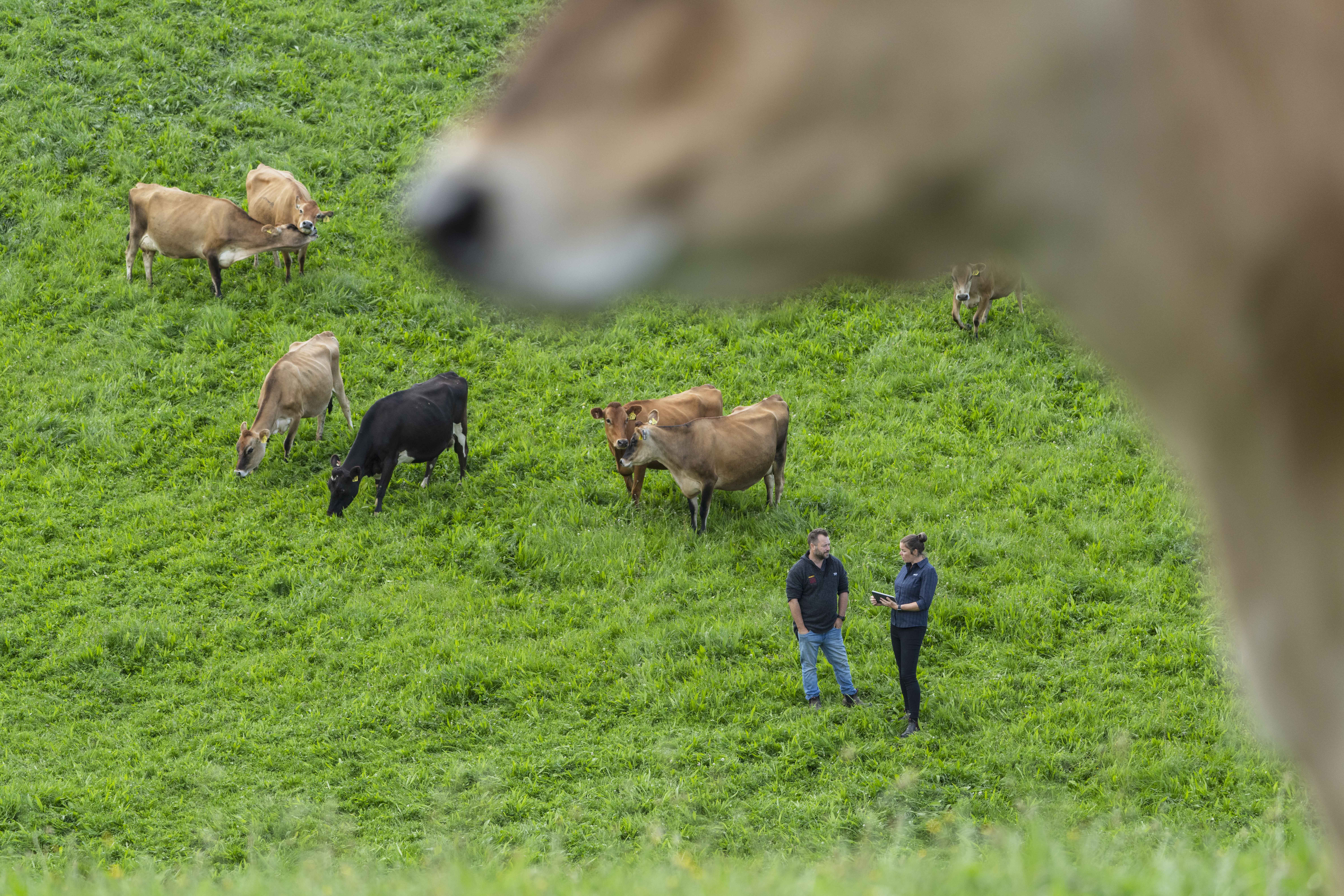 <p>CRV's breeding programme</p>
