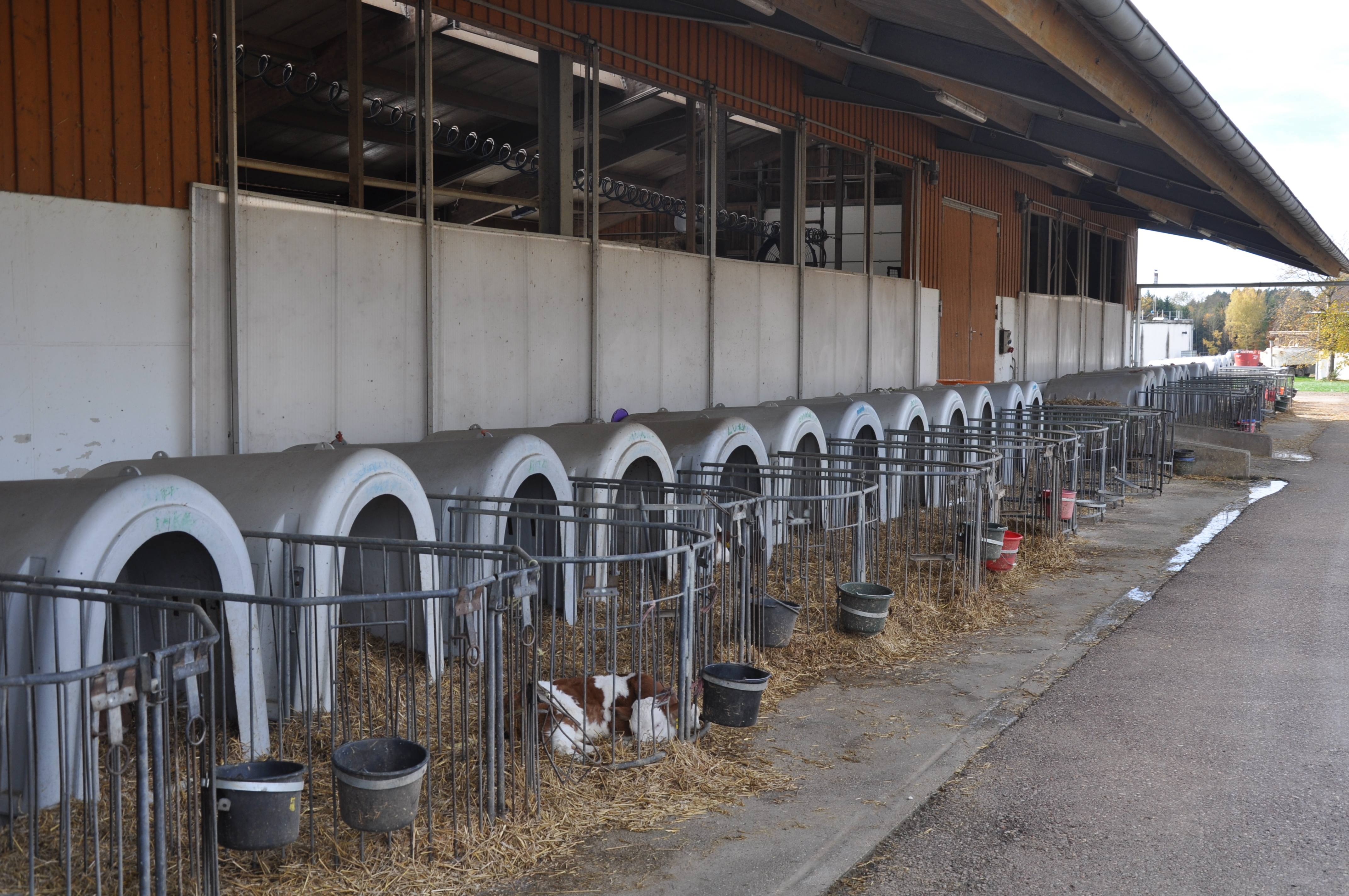 "Weil Fleckvieh die Zukunftsrasse ist."