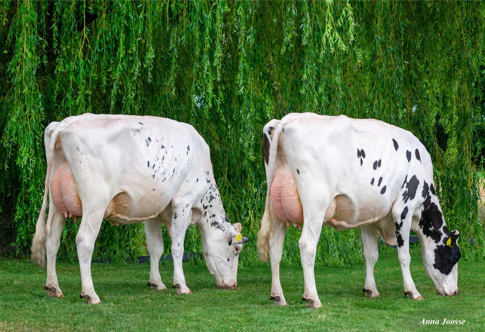 (L) Jantina 290 (R) Jantina 292 (v. Martin). Eig.: Mts J.G. & A.G. Sturkenboom, Schalkwijk