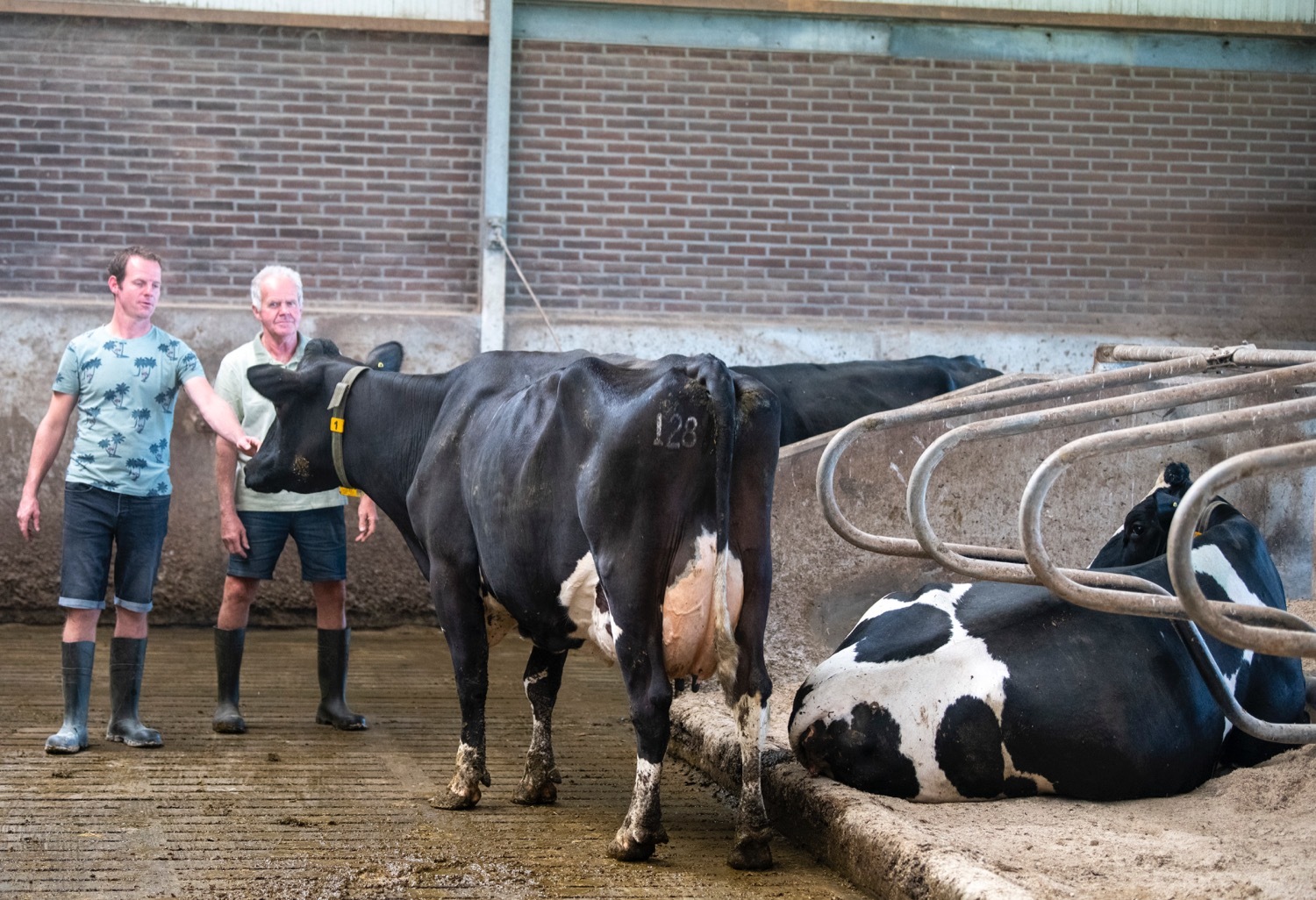 Fam. Lekkerkerker bij koe 128 Coba 366 (v. Jeroen), 4e lact. 1130 dgn levensduur, 32.698 kg melk, 4,59% vet en 3,71% eiwit