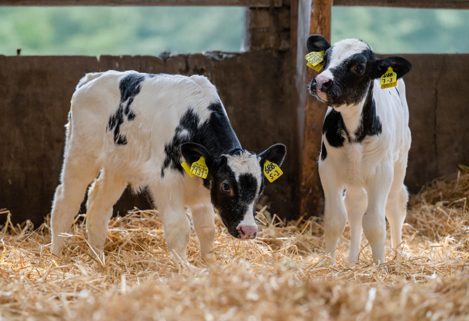 Met BullsEye Blue haalt Peter Toonen meer rendement uit fokkerij