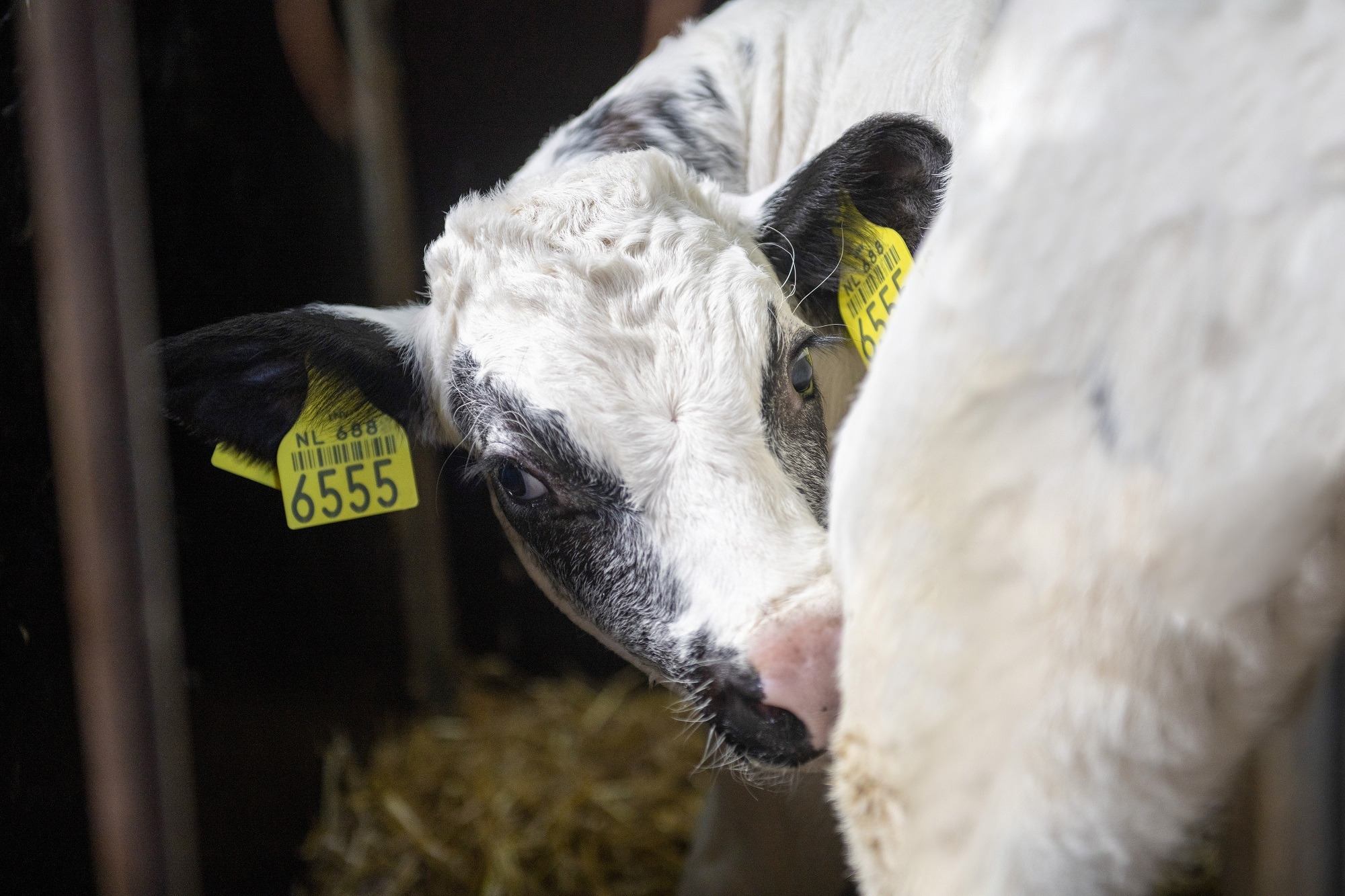 Bwb gebruikskruisingkalf bij melkveehouderij Corts