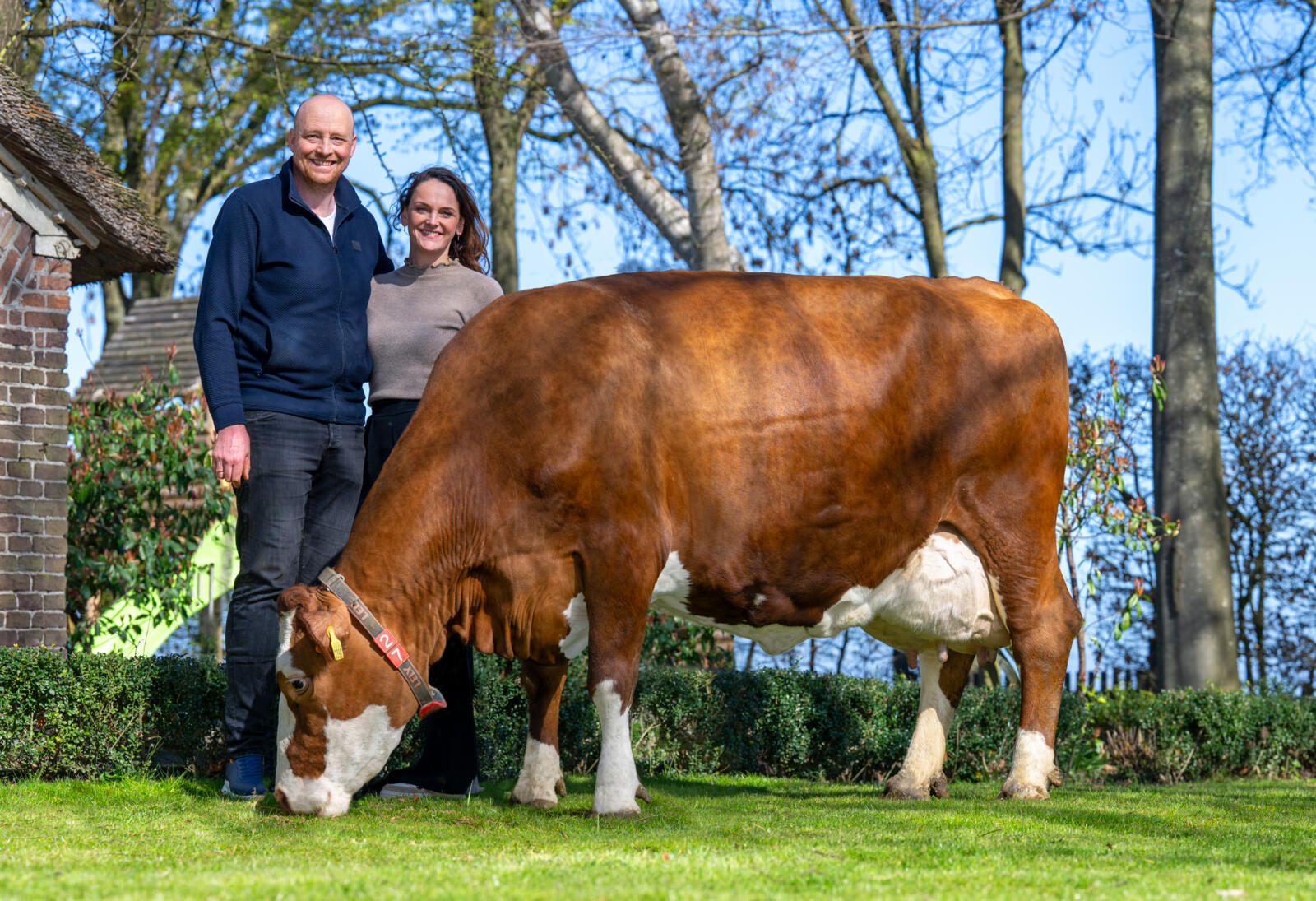 Een gezonde, hoogproductieve veestapel met witte koppen