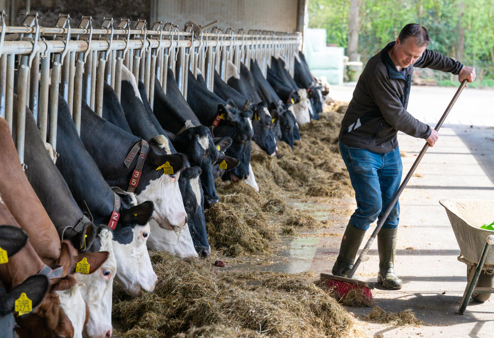 Pieter Rebel met zijn veestapel