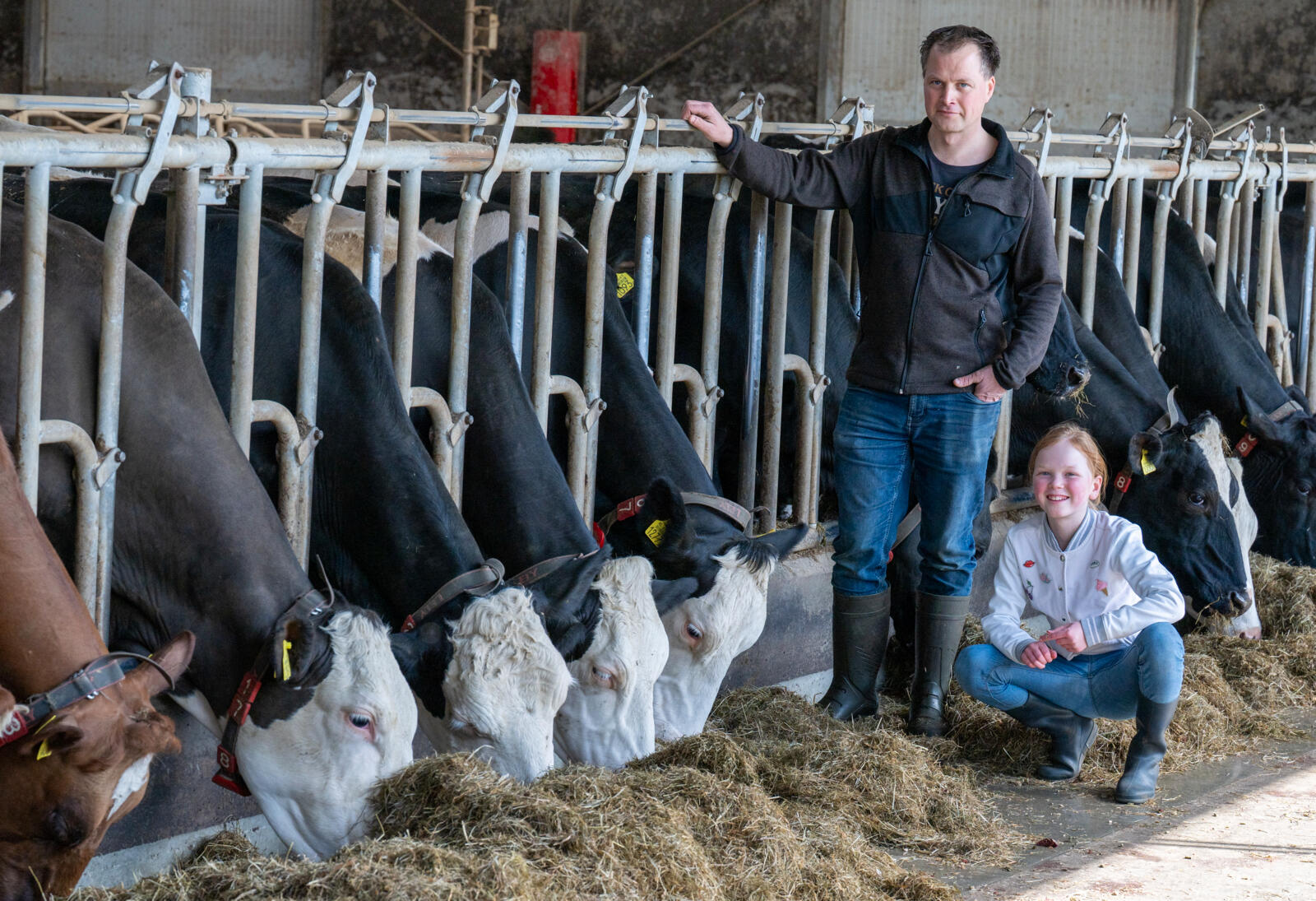 Met fleckvieh in één generatie naar een robuuste koe