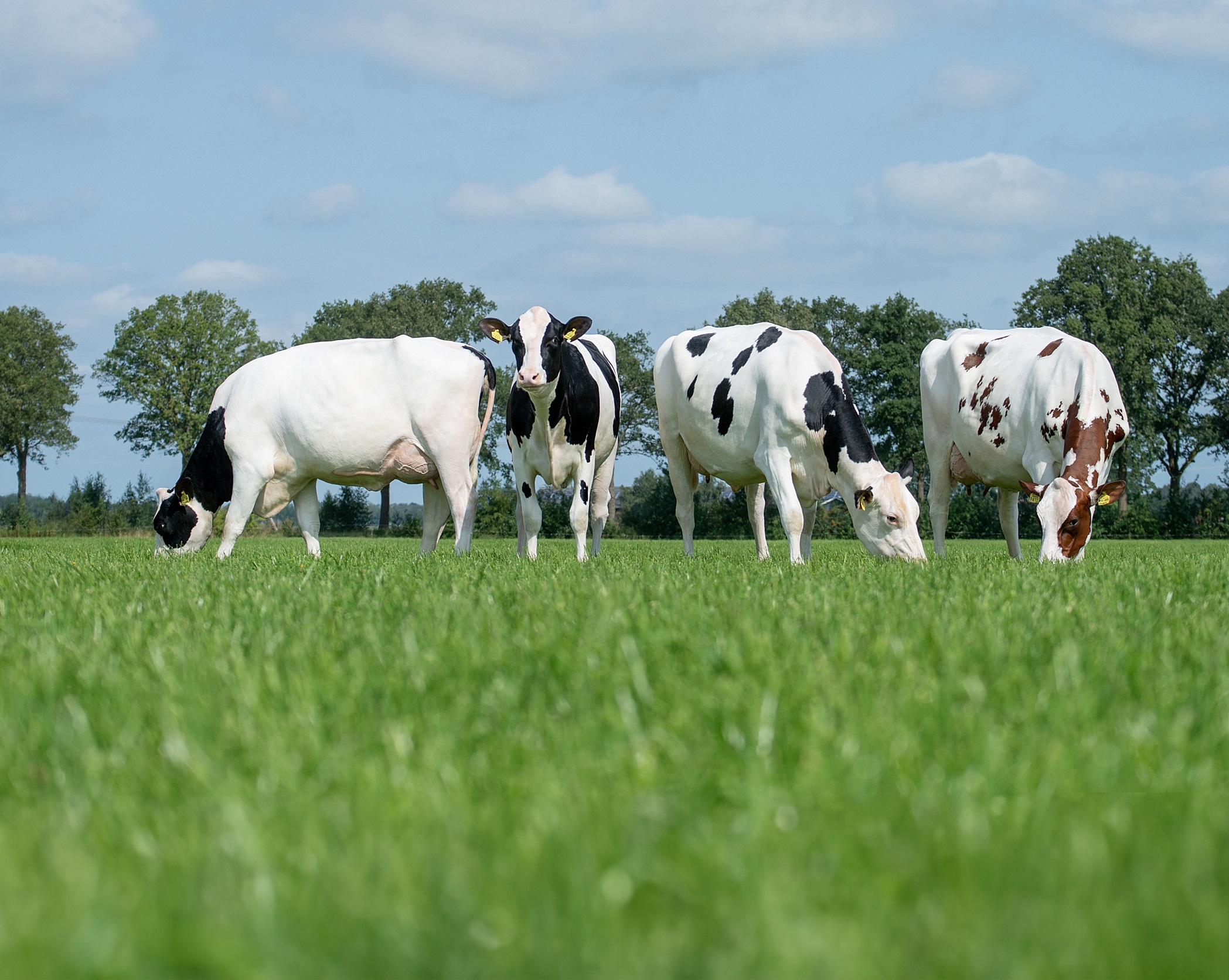 CRV-stieren leveren veehouders met gemak een hoog rendement