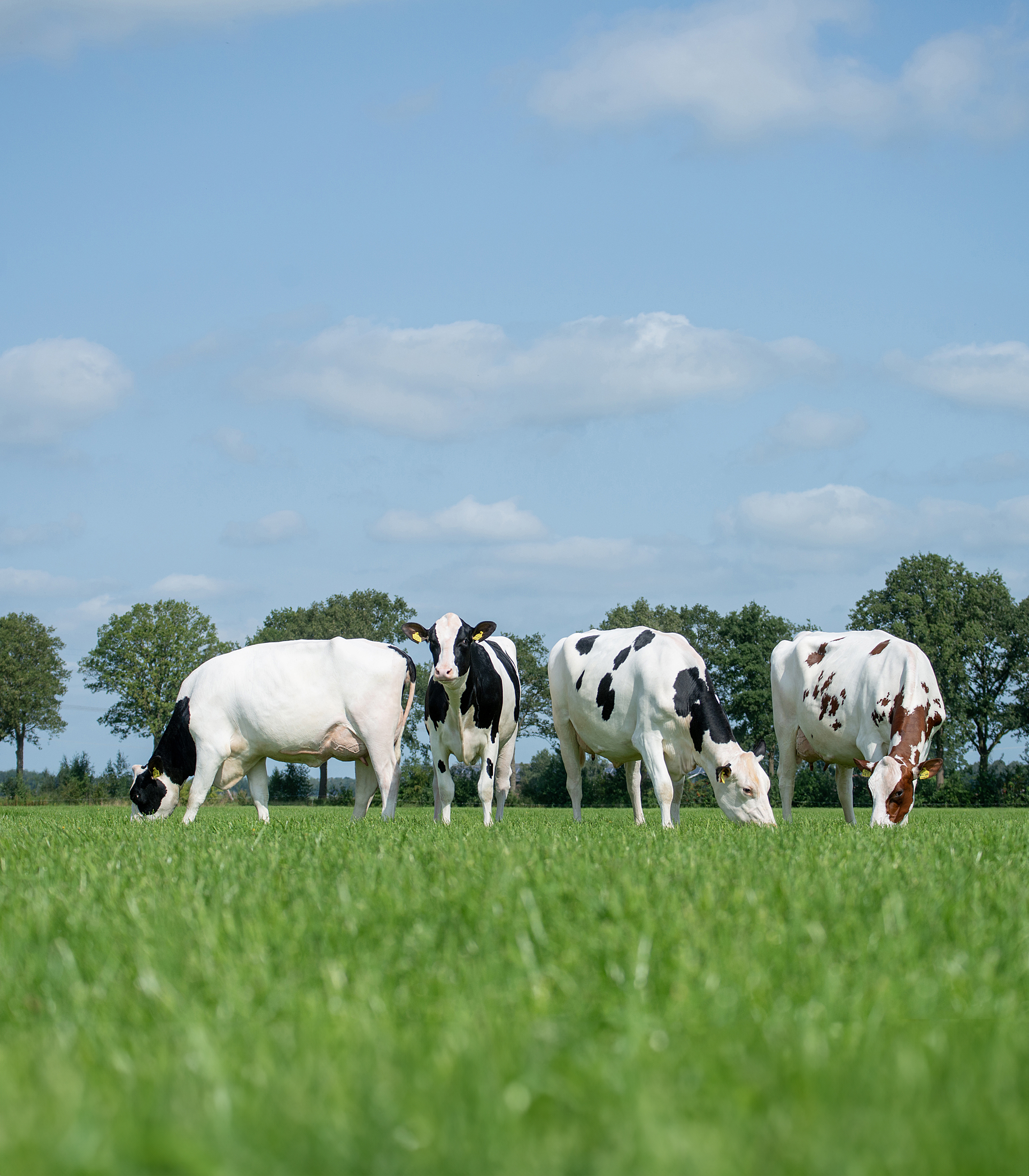 4 Launch PP daughters, owned by VOF De Broekhof