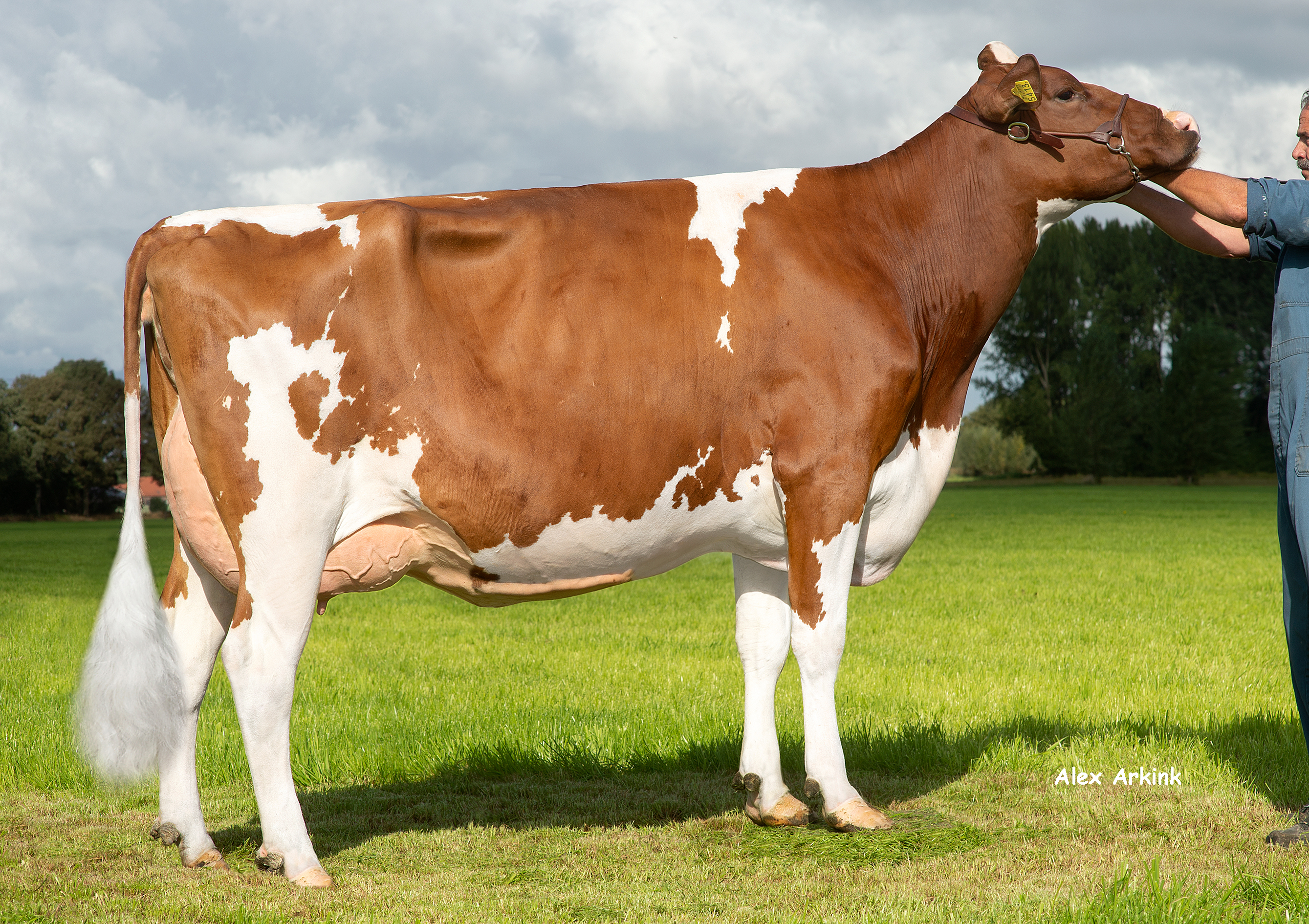 Delta Iefke (v. Jacuzzi), grootmoeder van Delta Rodin