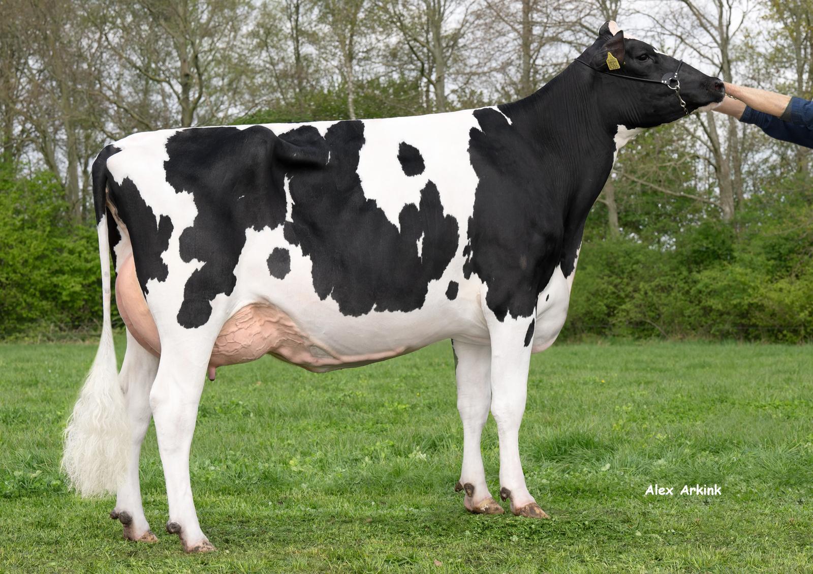 Delta Bloss (AB 87, v. Flagstone)