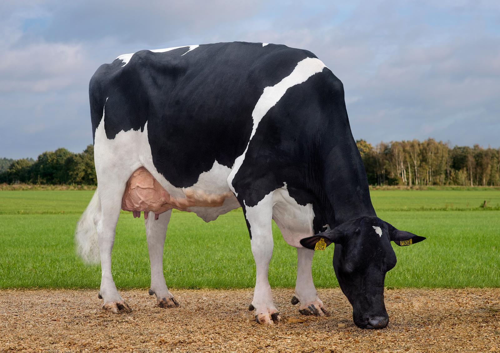 Oud-donor Delta Jeldau produceert een ton melk in vijf lactaties