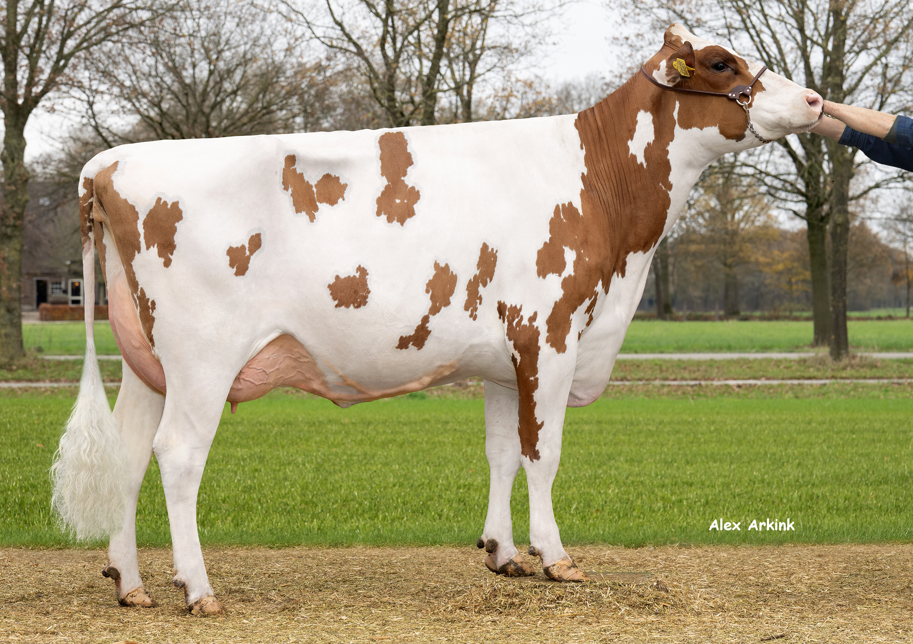 Delta Joosje (AB 86, v. Drone PP) scoort € 528 Inet en produceert op een niveau van 128 lactatiewaarde. Voor totaal exterieur scoort ze 107. Haar zoon Corridor PP is ingezet voor de Duitse markt