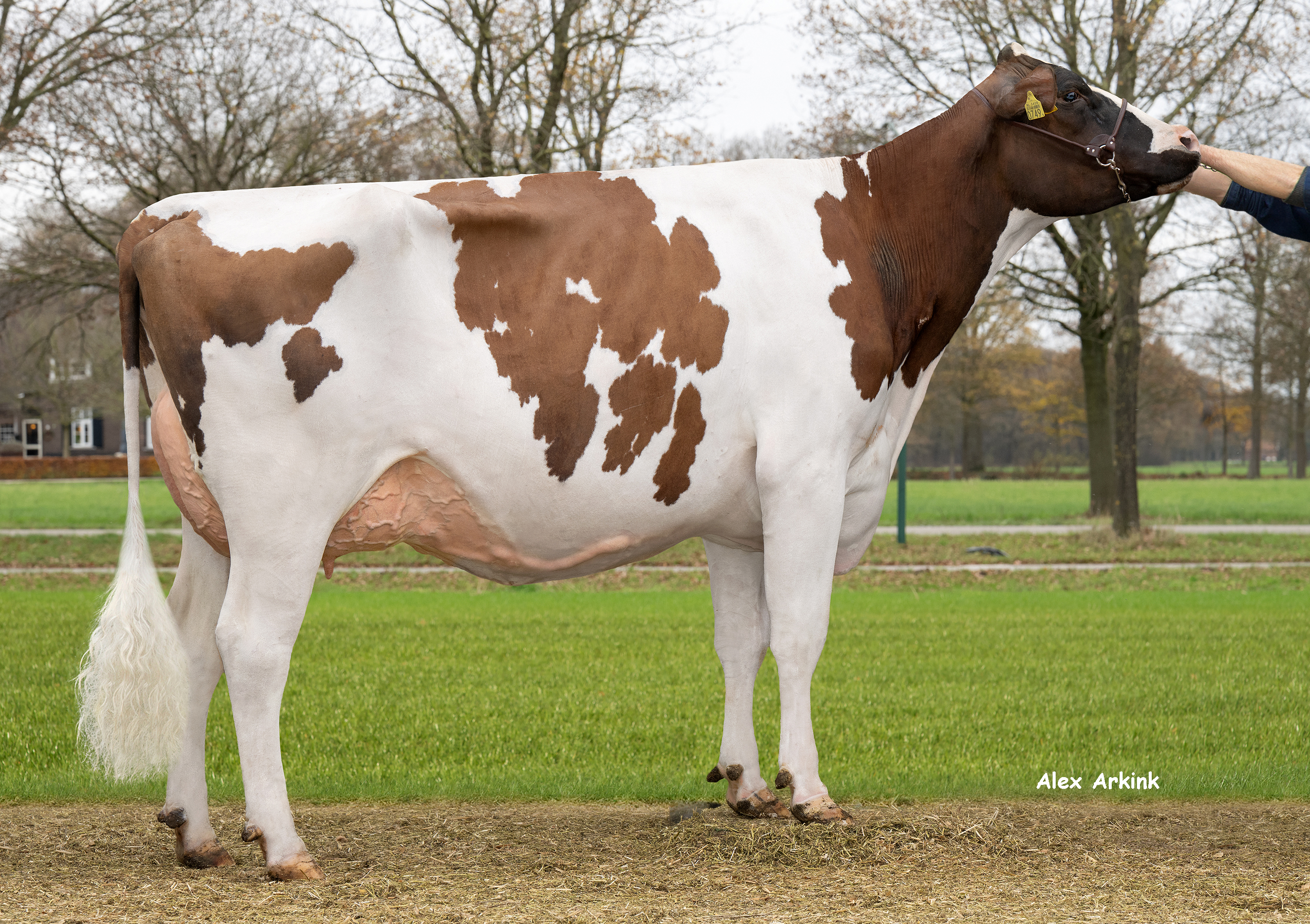 Delta Reddie (AB 88, v. Candyman P Rf) ziet haar aanleg van € 512 Inet en 111 exterieur bevestigd met 119 lactatiewaarde en 88 punten voor totaal exterieur. Haar zoon Nobleman (v. Blue Zone) is inmiddels stiervader.