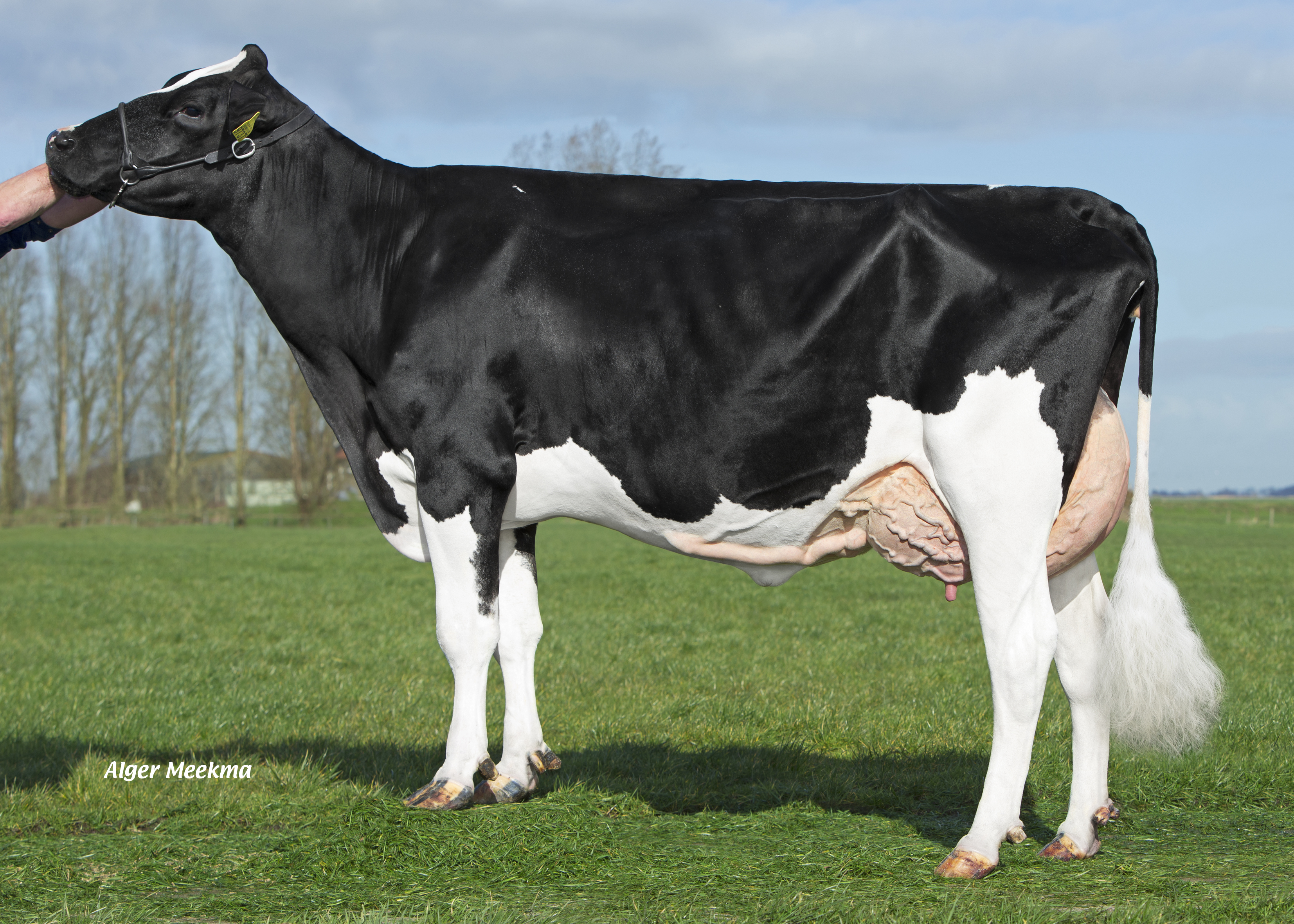 Delta Rinka P (v. Meteor), grootmoeder van Drone PP en Happy P