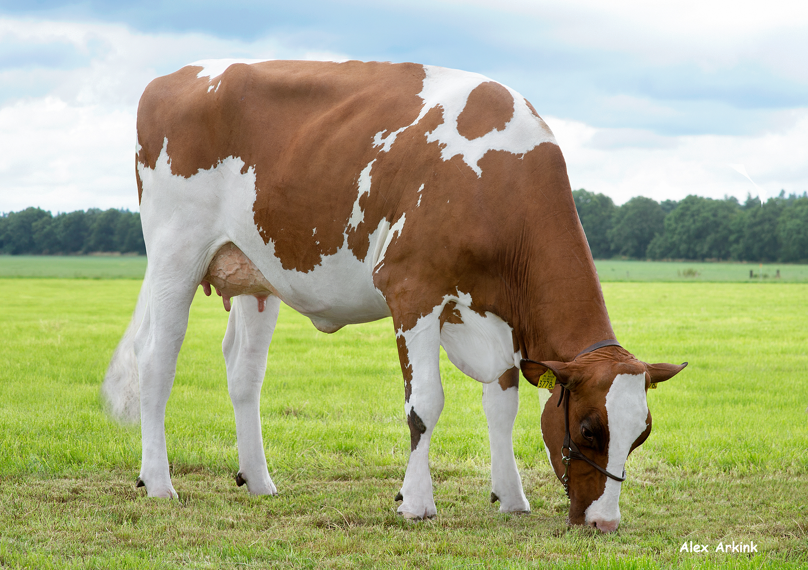 Delta Sundy P (s. Sam P), dam of Fitter PP