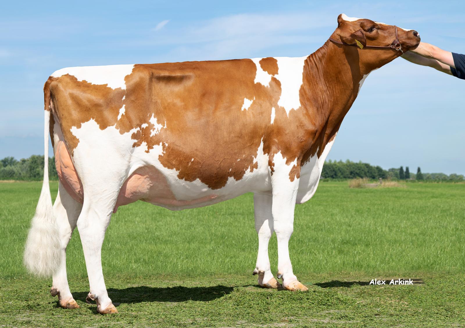 Delta Thelisa (s. Candyman P rf), dam of Brussels PP
