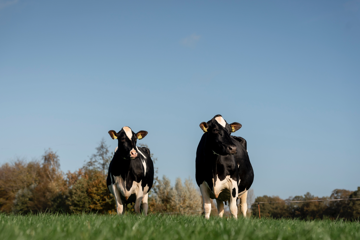 Fokken op hoge gehalten