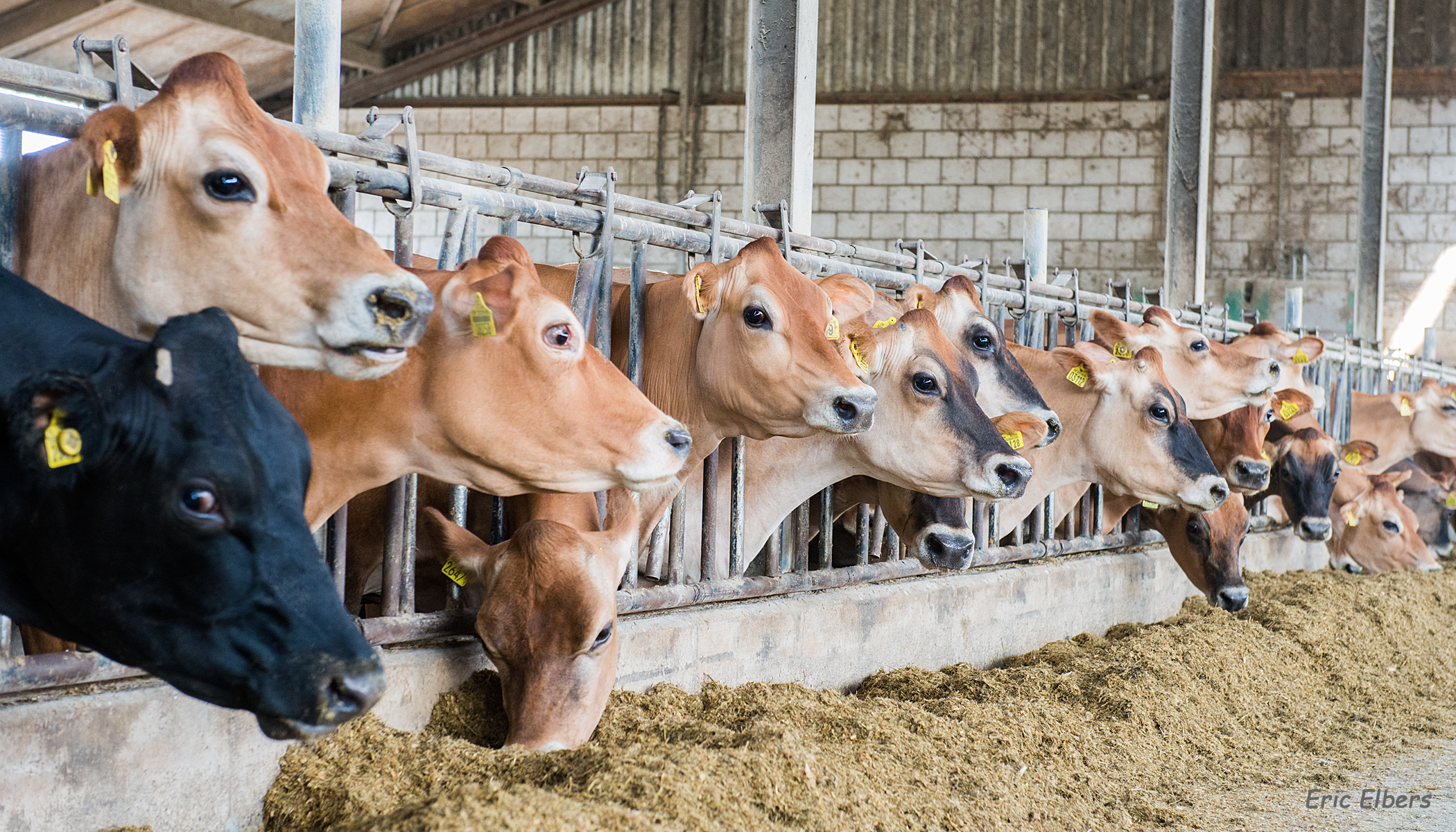 Veestapel van de gebroeders Donkers uit Erp