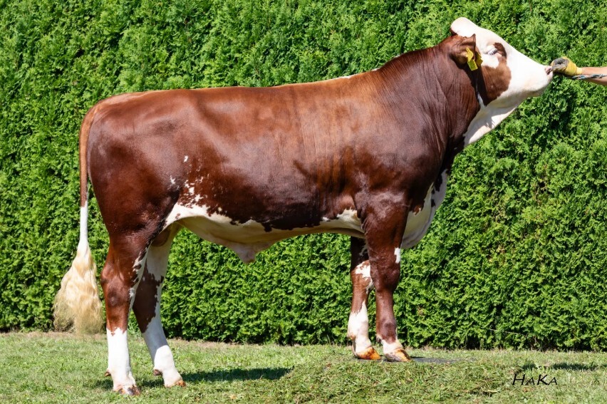 Donut (Deluxe x Webmaster)