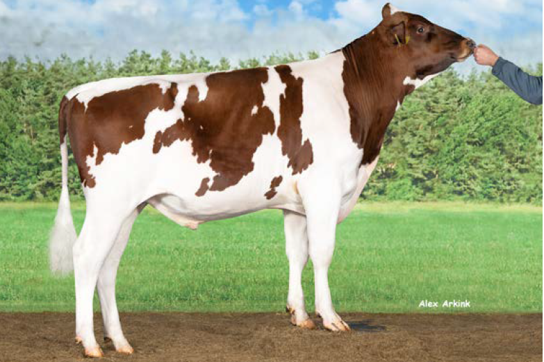 Double W Rustic brengt Rickypower voor roodbont