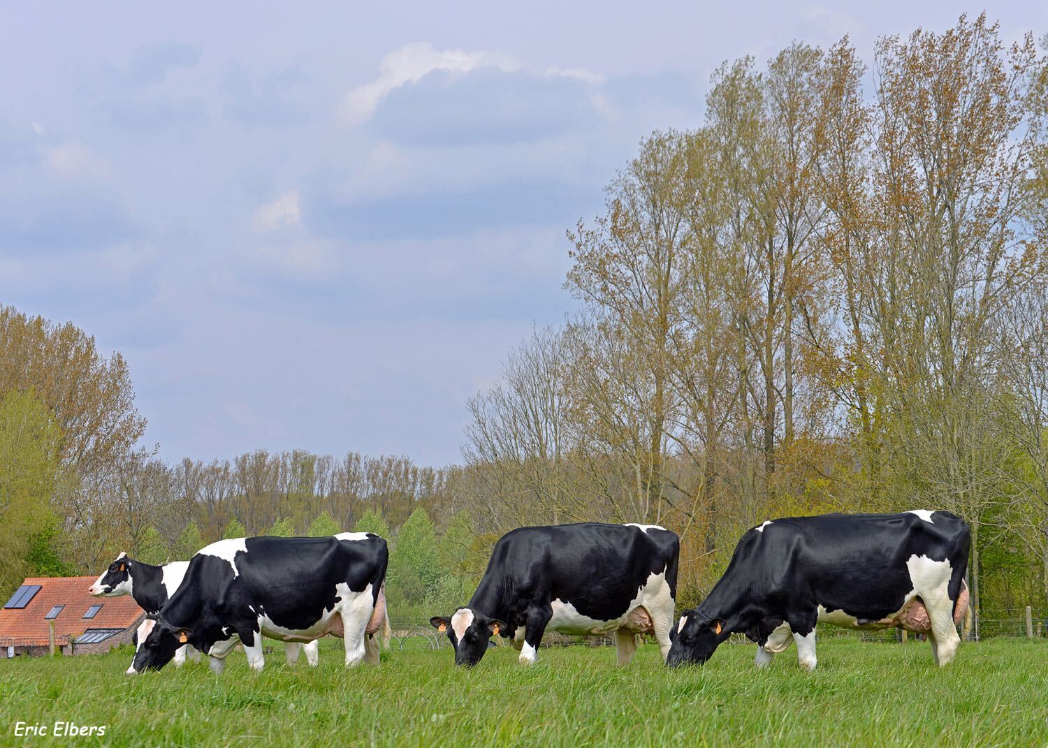 Vlaamse melkkoeien realiseren record-levensproductie