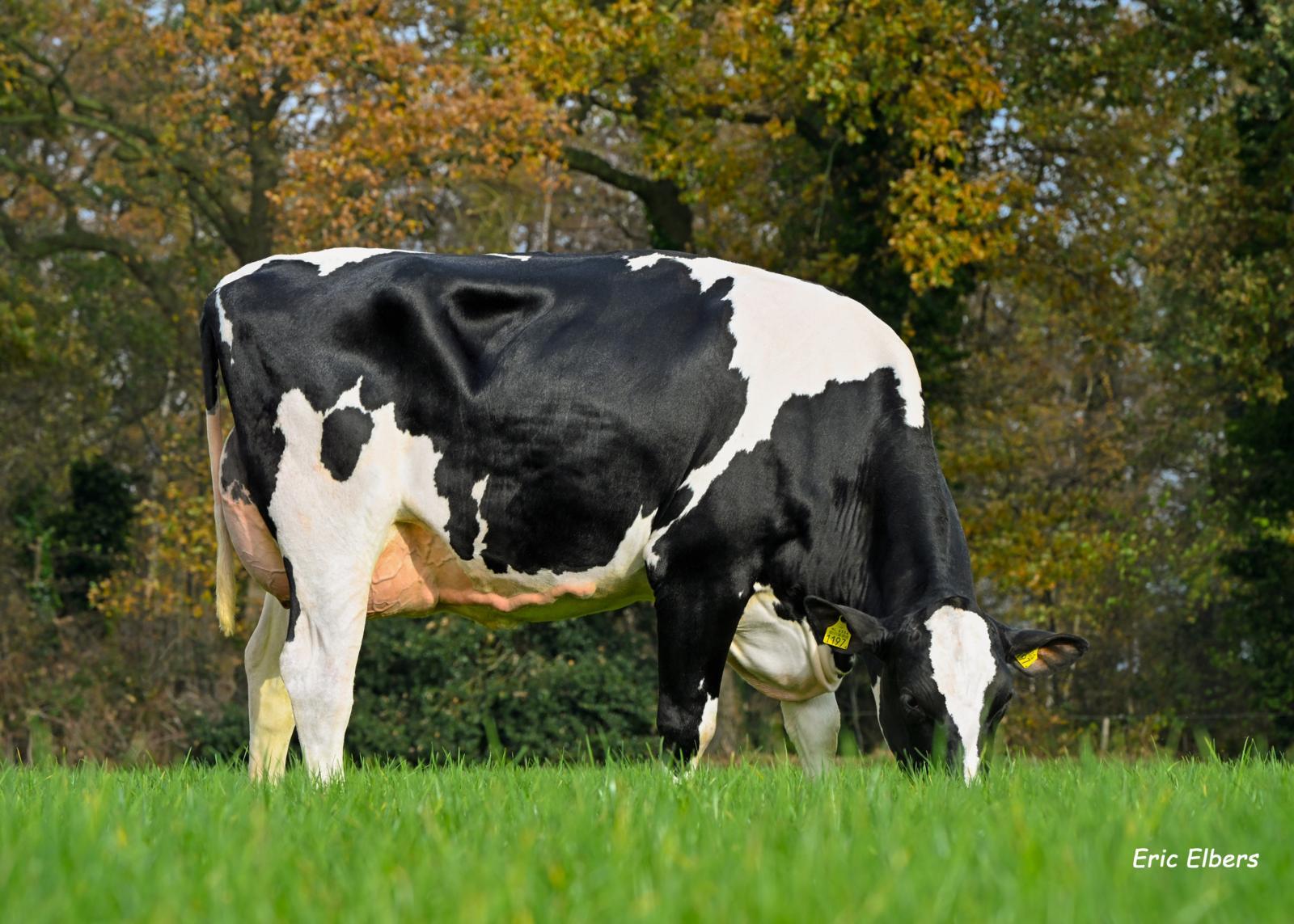 CRV-stieren bewijzen: efficiënt en probleemloos produceren gaat prima samen