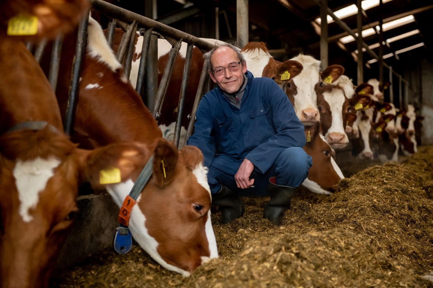 Fokstier Wim blinkt uit in eiwit en uiers